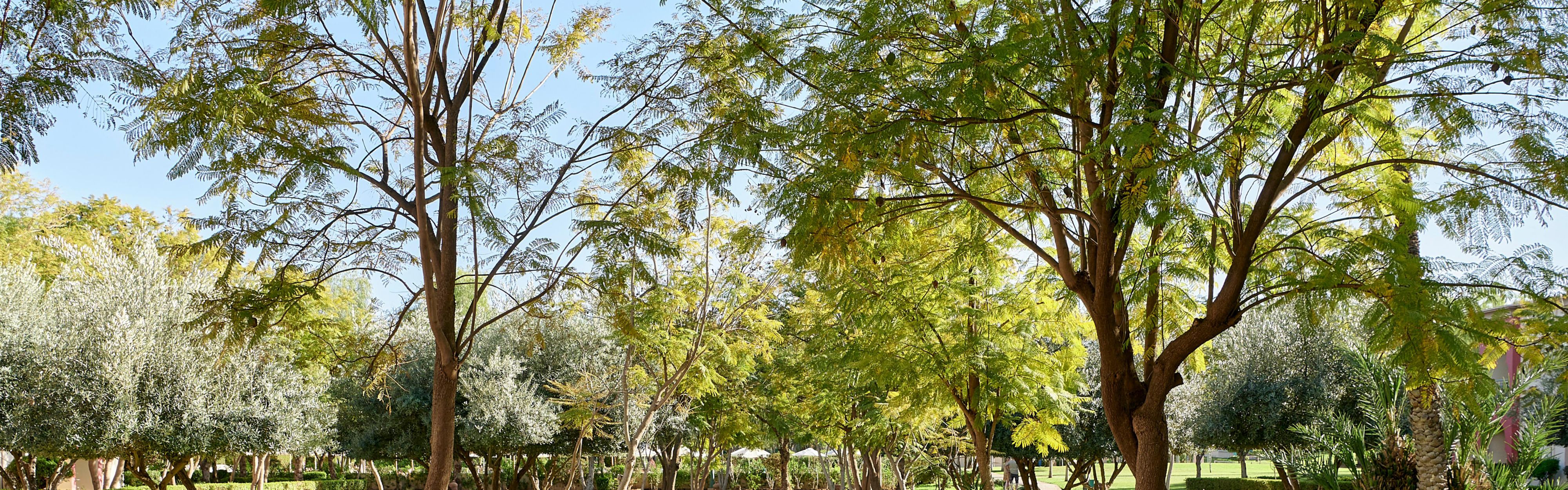 Marrakech Palm Grove