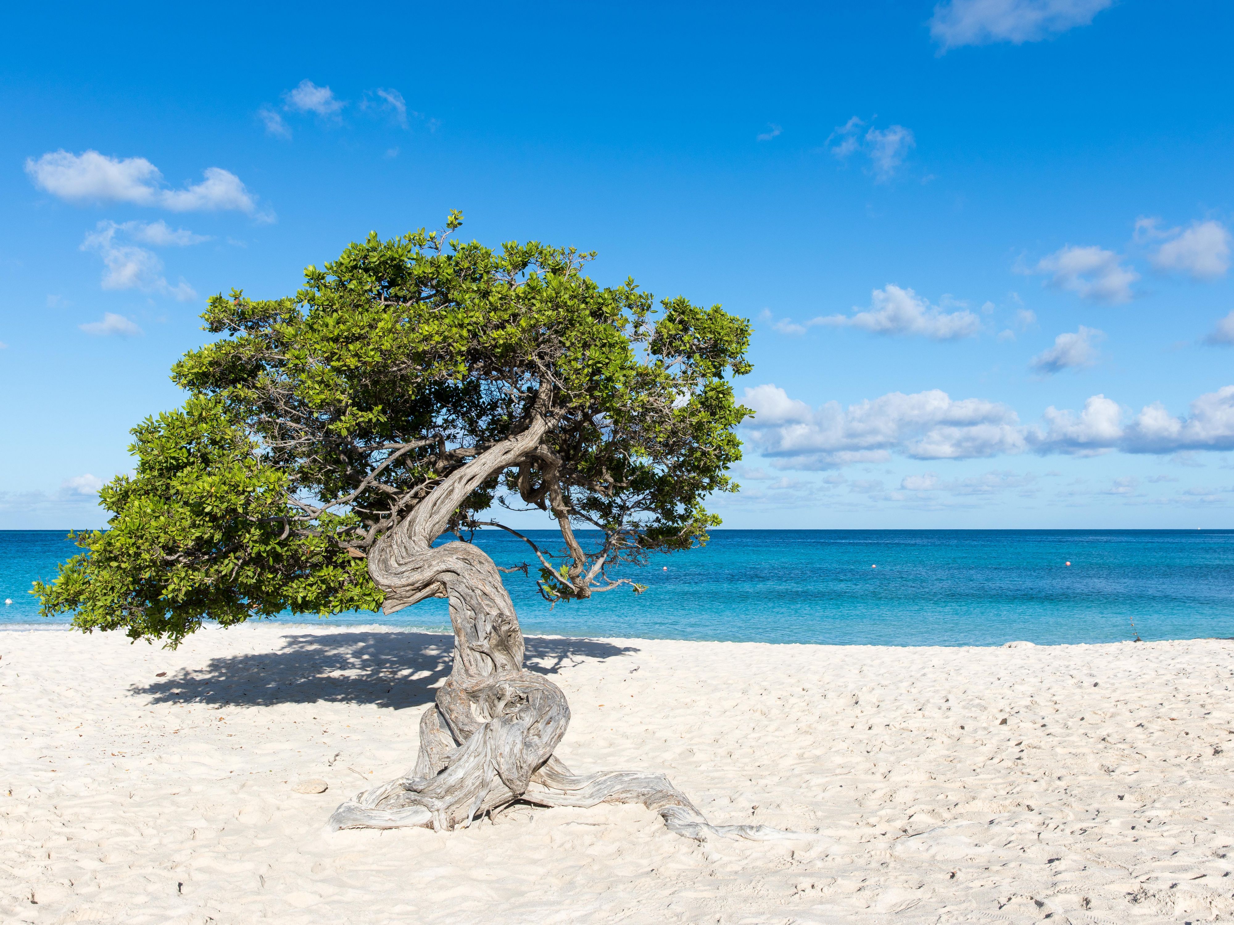 árbol de la playa del águila