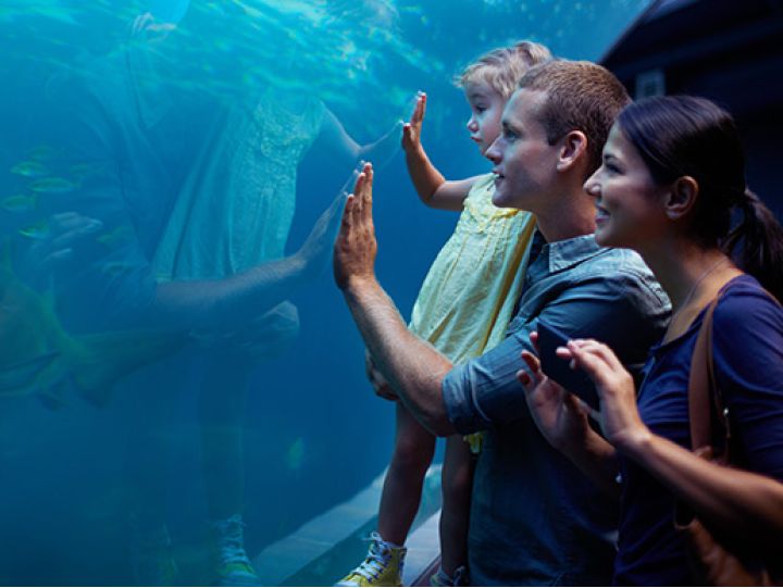 Mom, dad and child viewing fish tank at Ripleys Aquarium