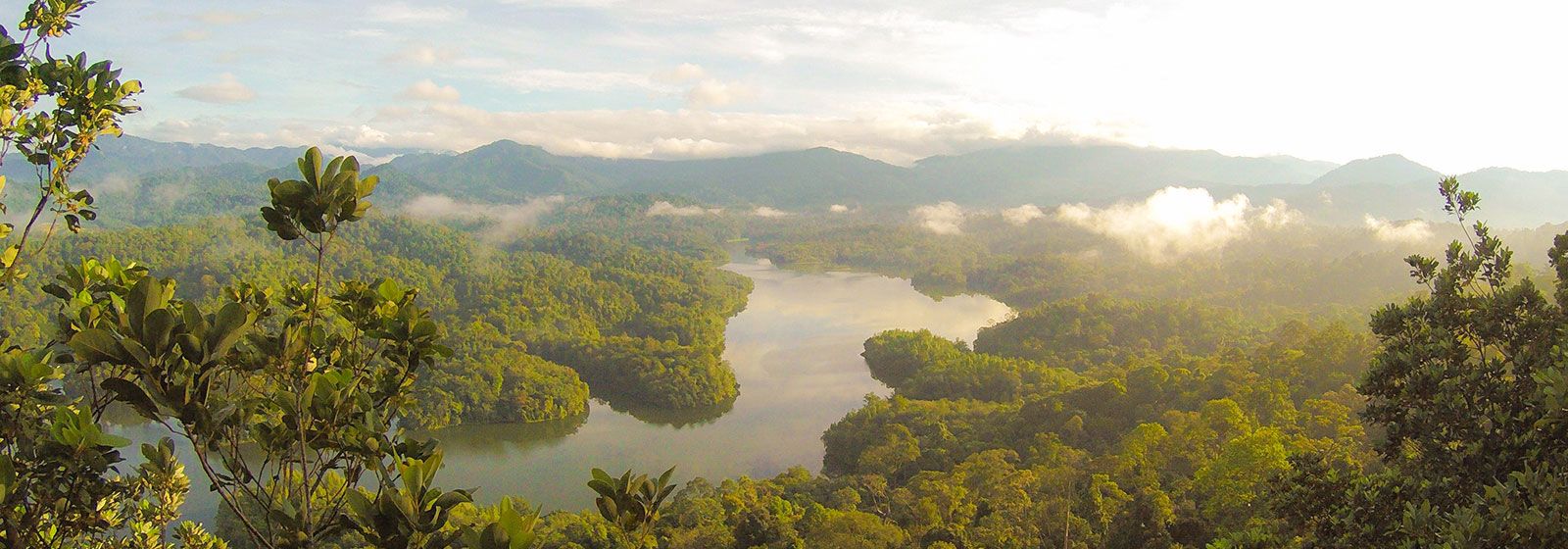 Río serpenteando a través de un hermoso bosque verde 