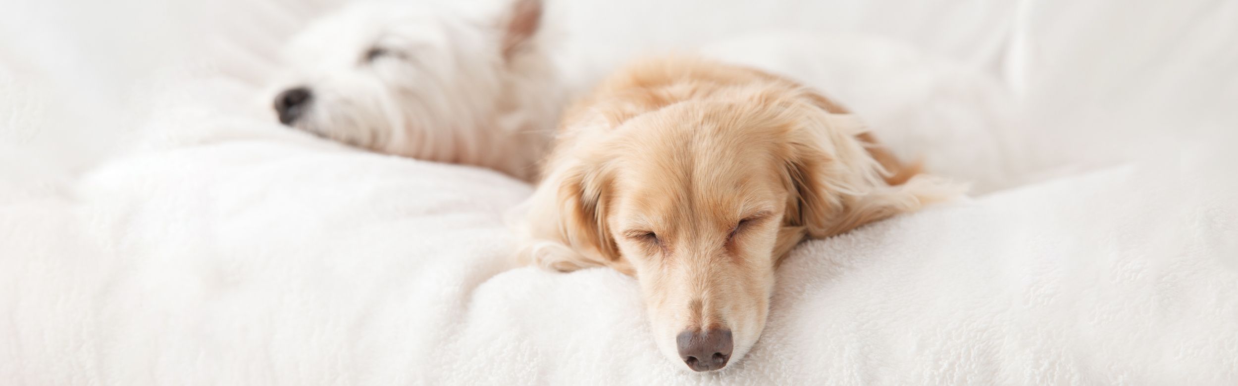 Hôtels acceptant les animaux de compagnie