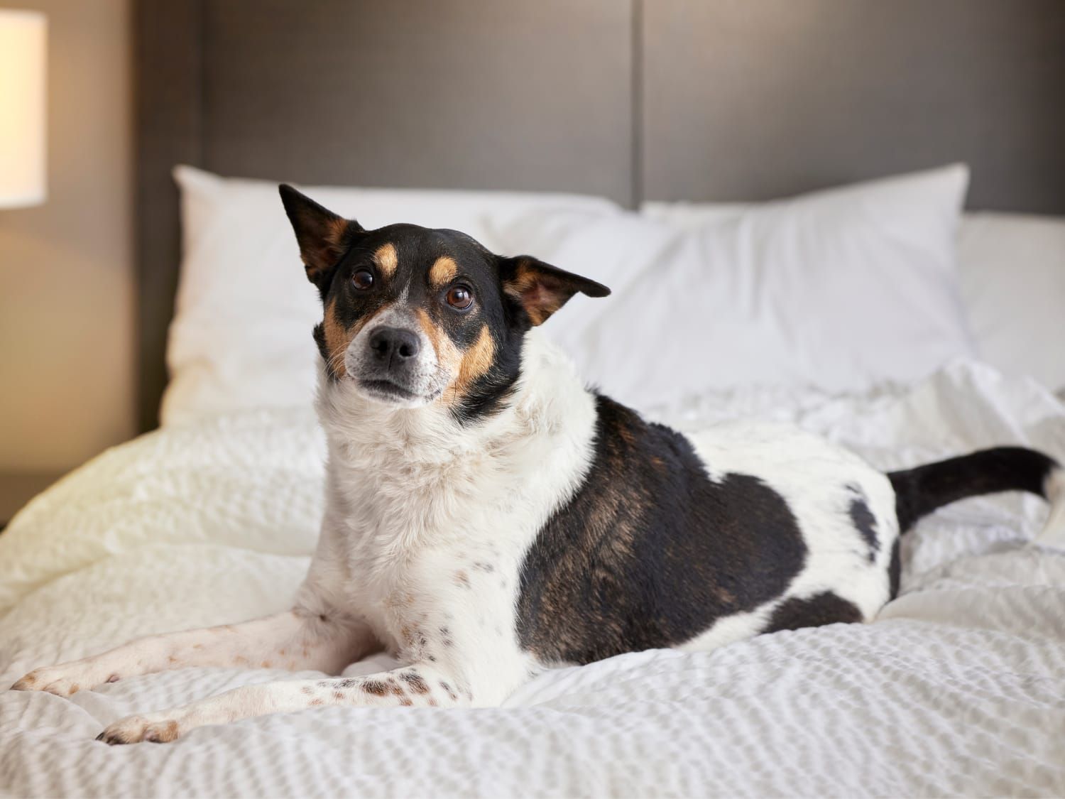 An adorable black and white dog with perked ears on a hotel bed.