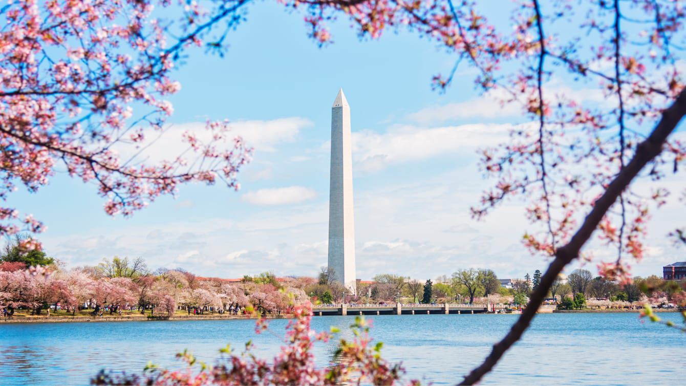 Cherry blossoms frame a view of the Washington Monument across the Tidal Basin on a sunny day.