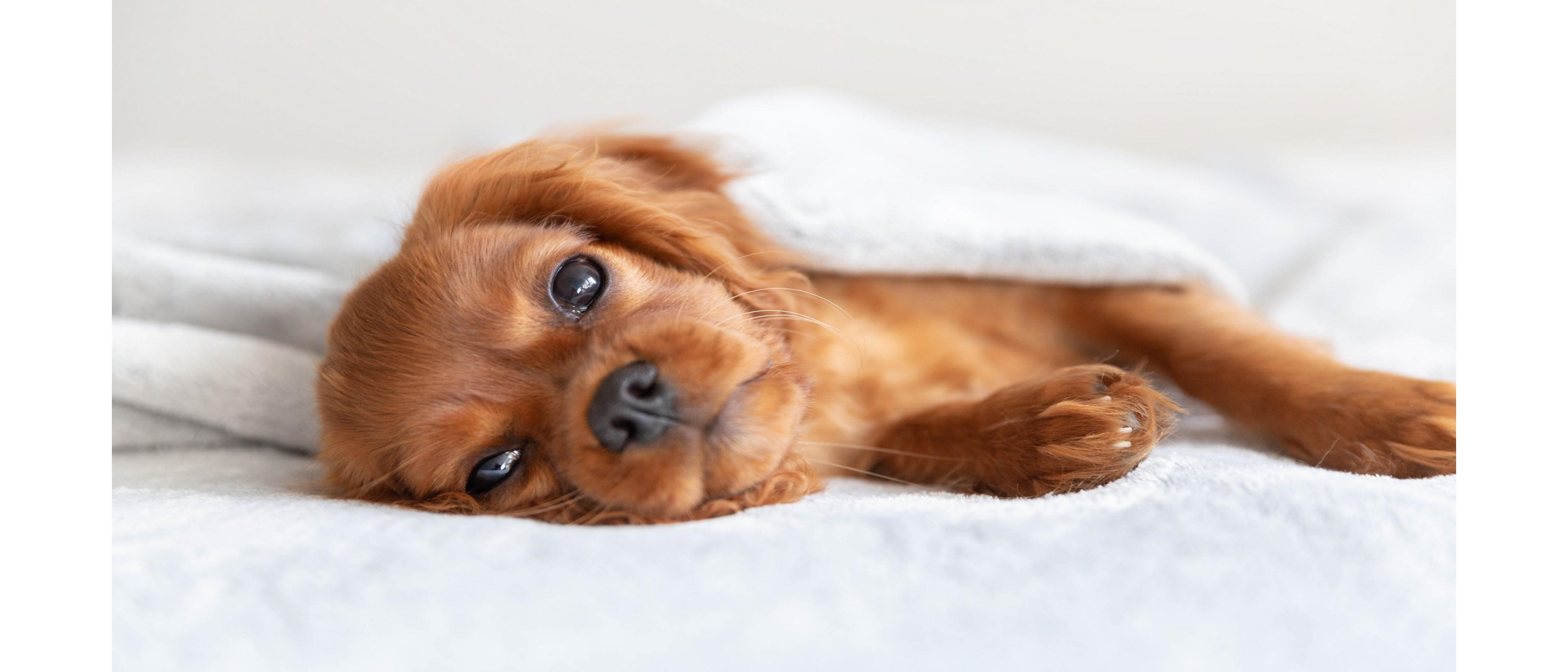 Do Holiday Inn Allow Dogs