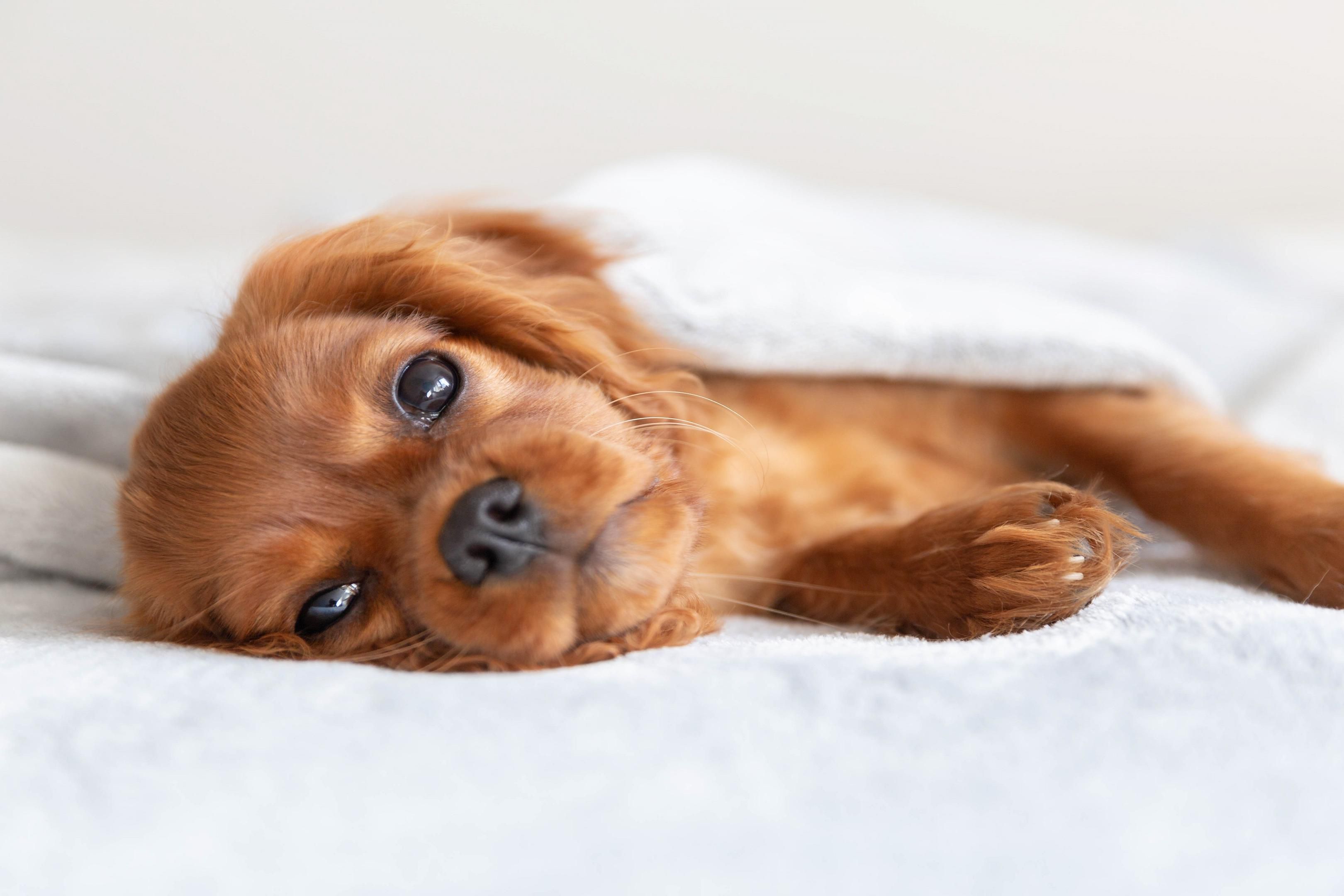 Pets are welcome at Hotel Indigo Cleveland Downtown, featuring pet friendly rooms for those traveling with dogs.