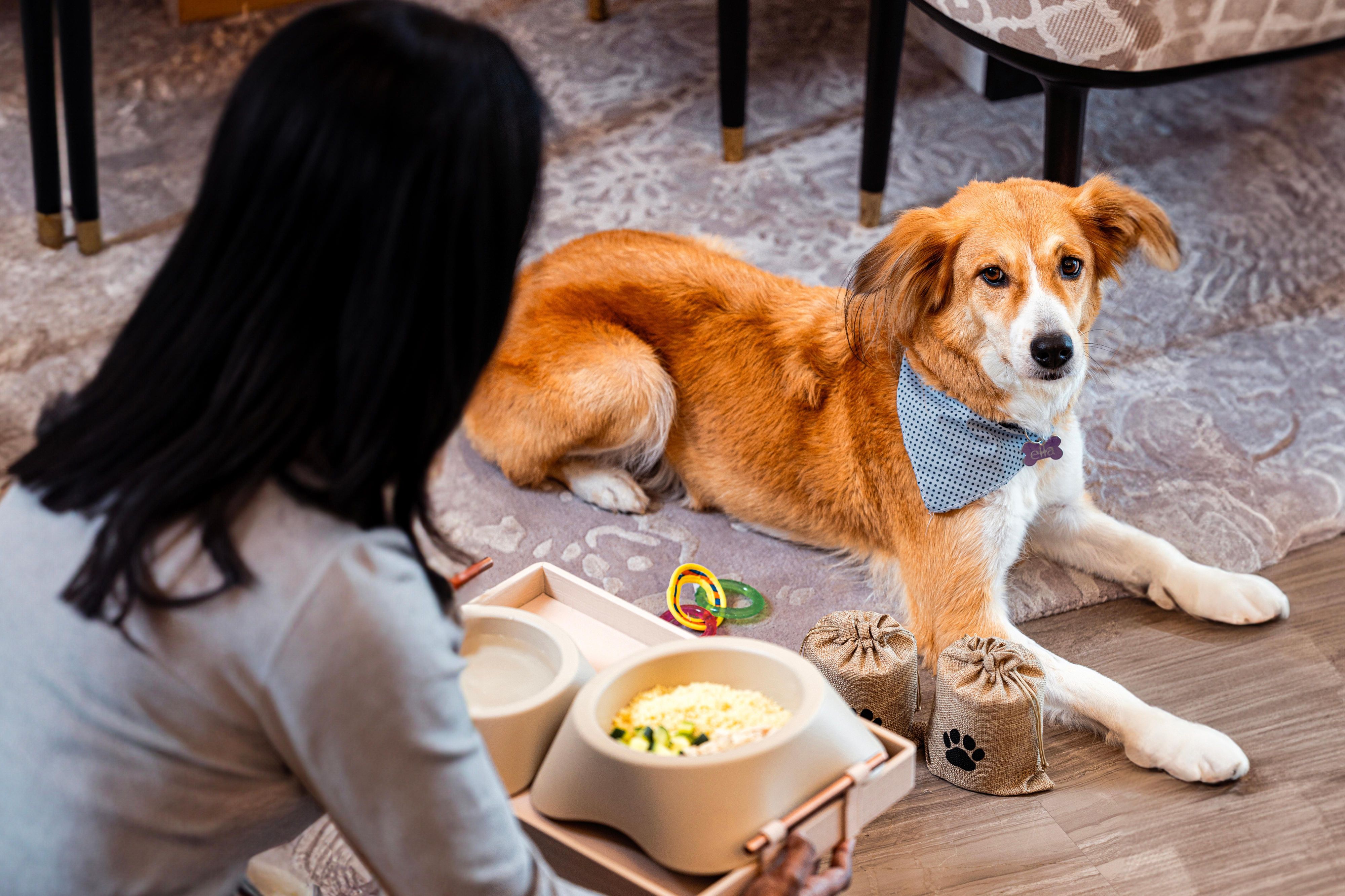 Our pet-friendly hotel warmly welcomes furry companions in both our rooms and restaurants. Enjoy delightful dining options, including a special pet menu where you can treat yourself to healthy meals while your pets indulge in their own dishes. With ample space for play and relaxation, your pets will feel right at home during your stay with us.