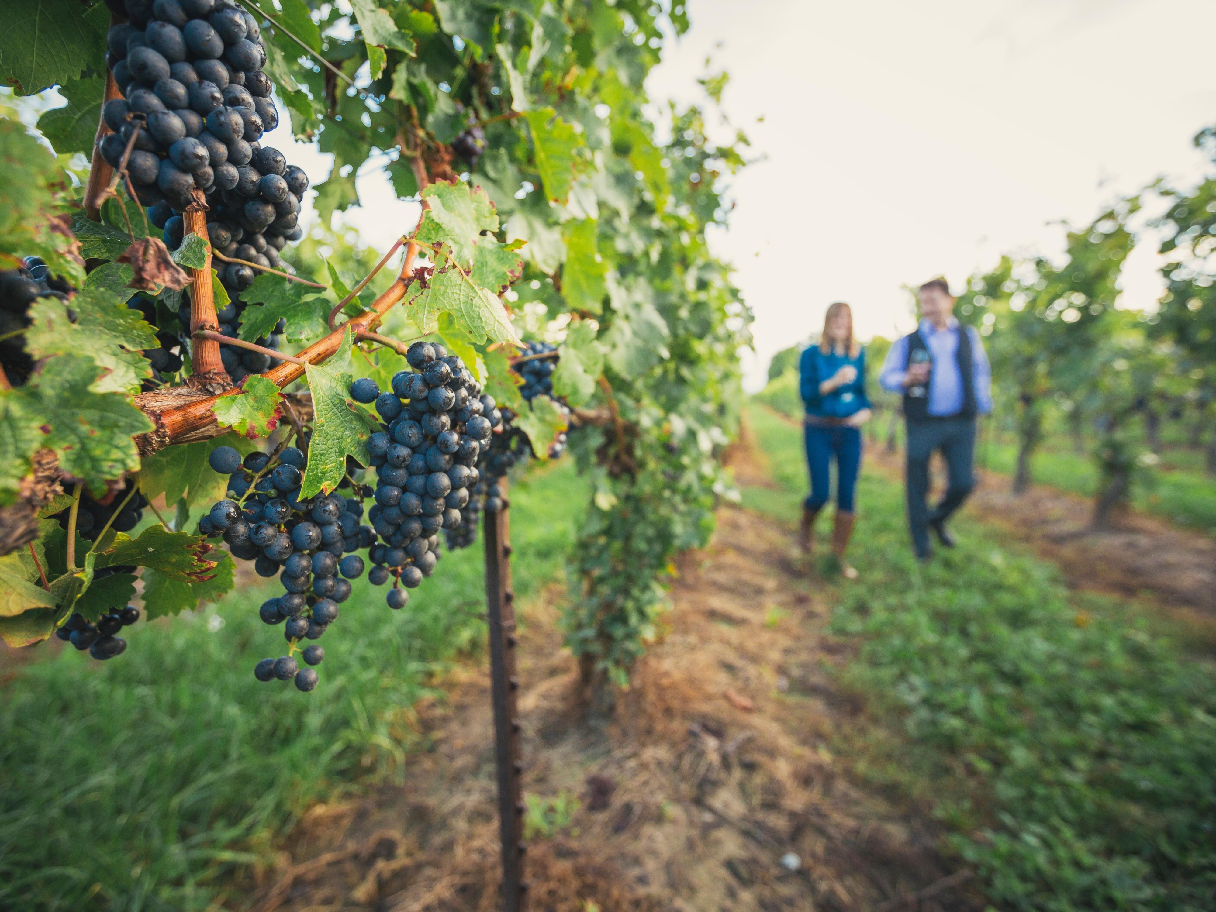 Just minutes from Niagara Falls, the Niagara Wine Region offers over 100 wineries, award-winning Icewine, and scenic vineyard views. Enjoy tastings, tours, and local cuisine in one of Canada’s top wine destinations—perfect for a relaxing getaway or a day trip from the falls.