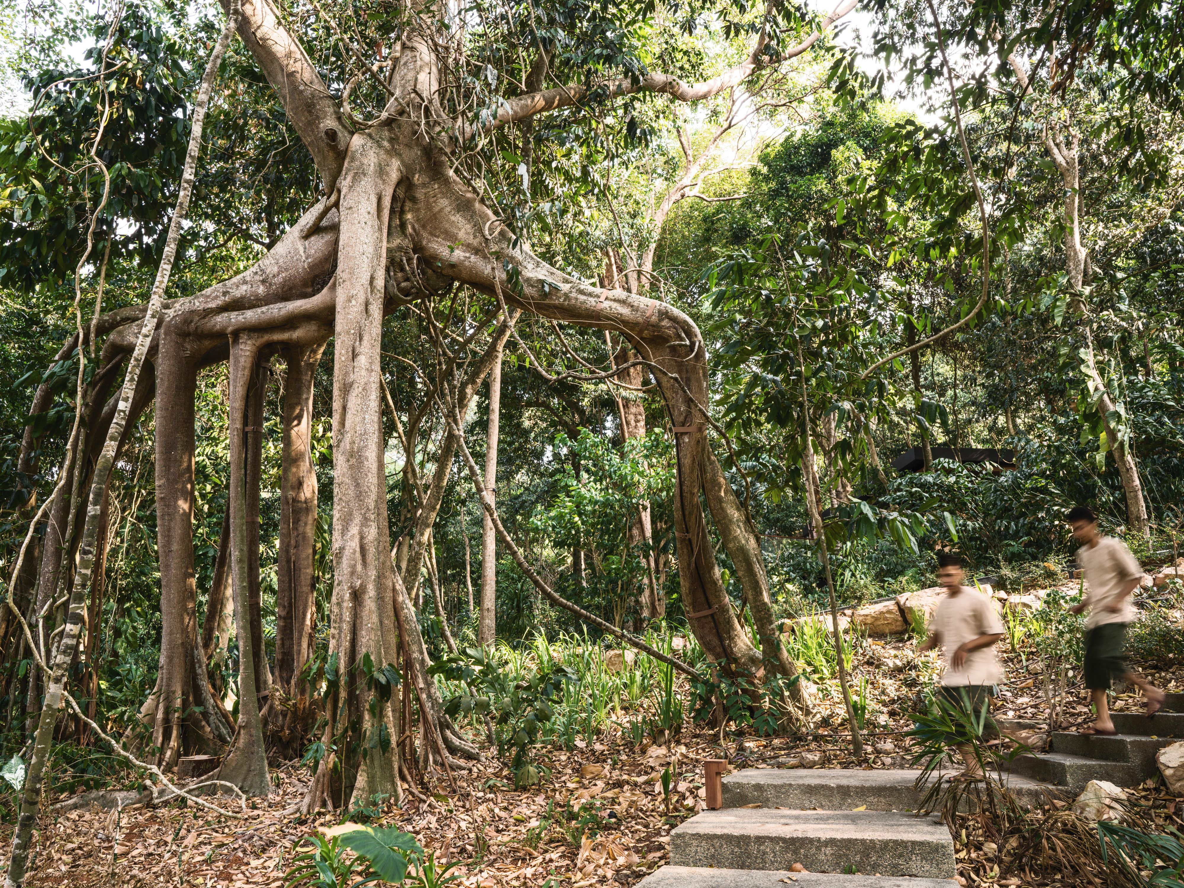 Banyan Tree