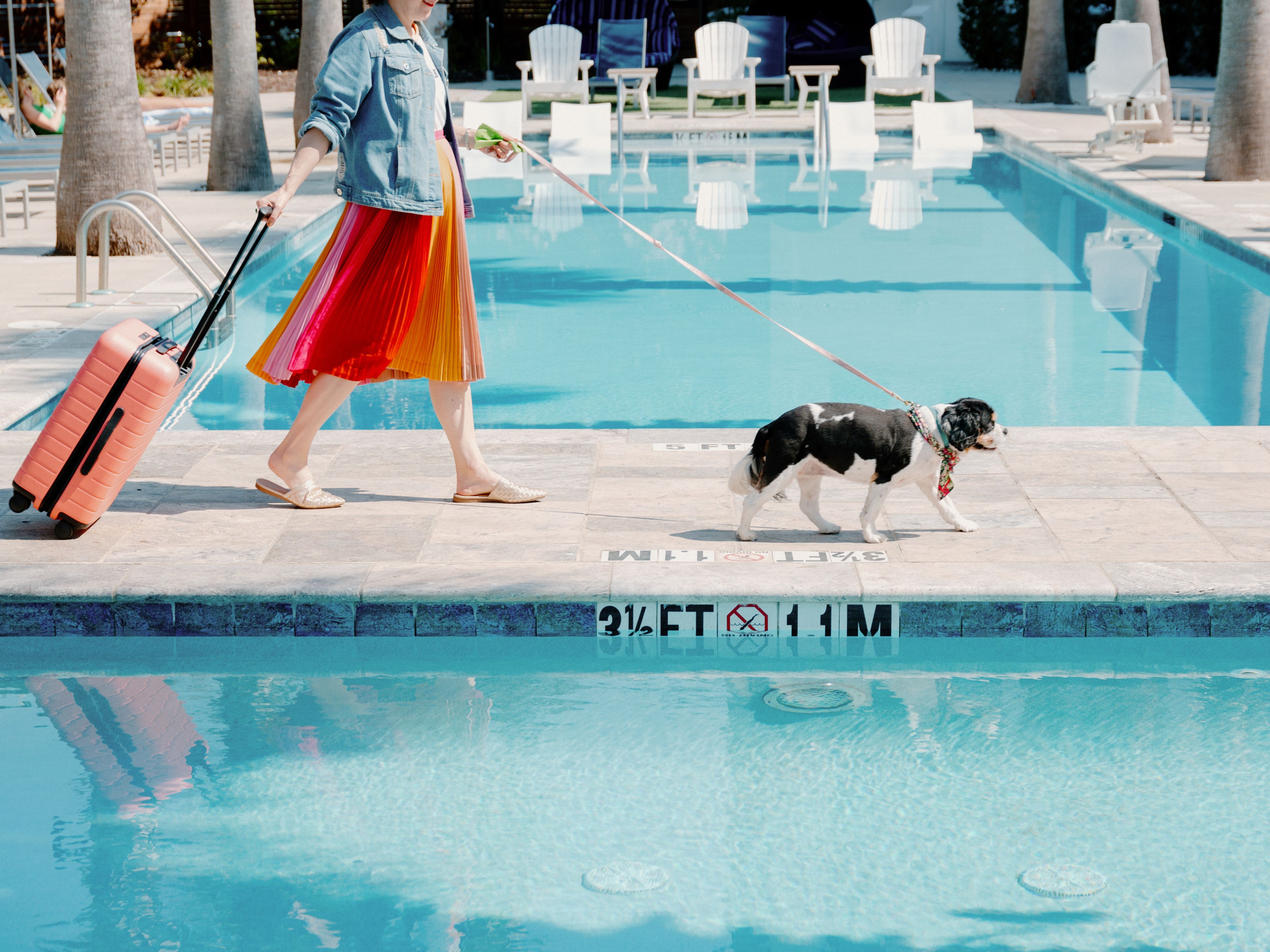pet by the pool