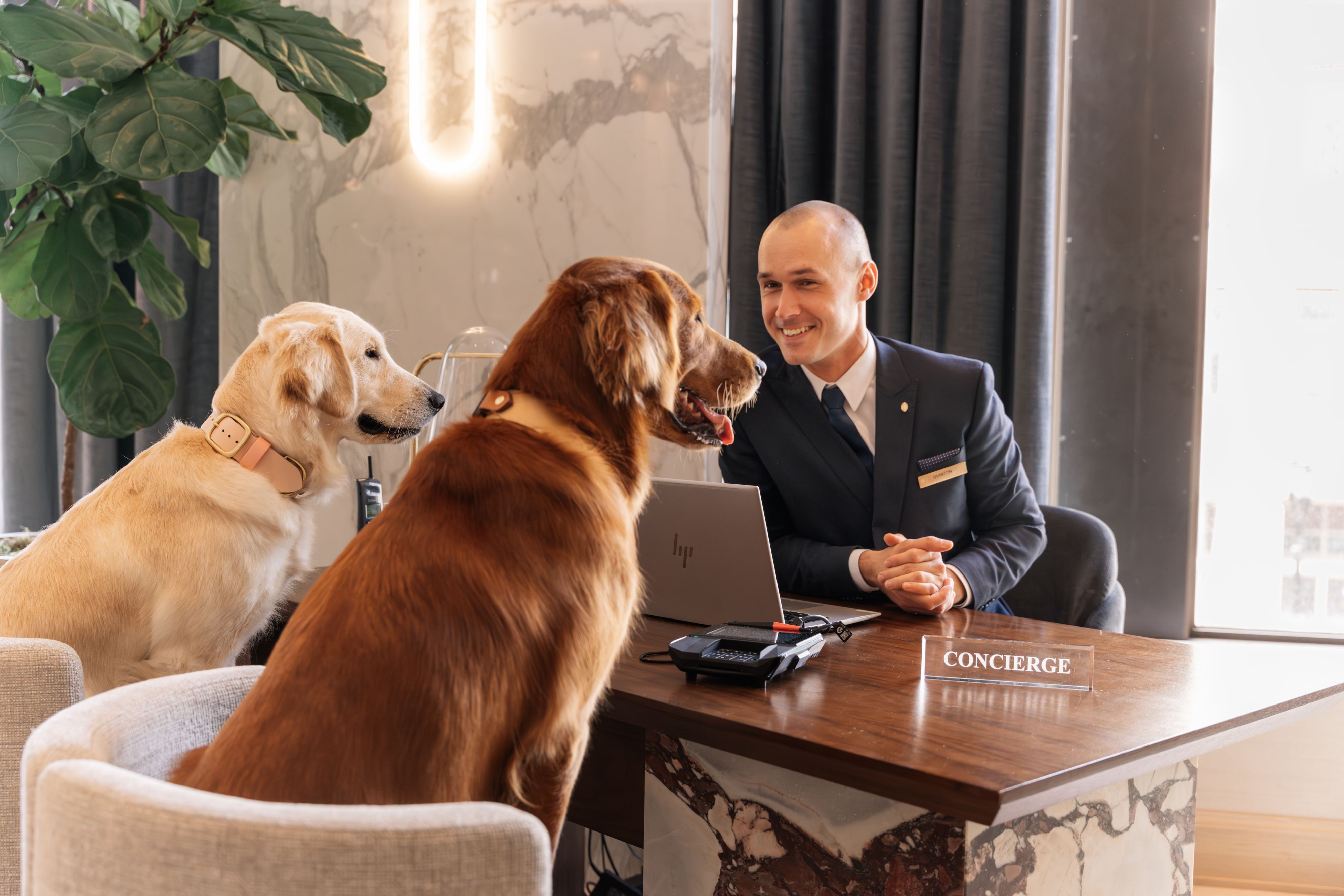 Concierge sitting at his desk with two golden retrievers sitting across from him.