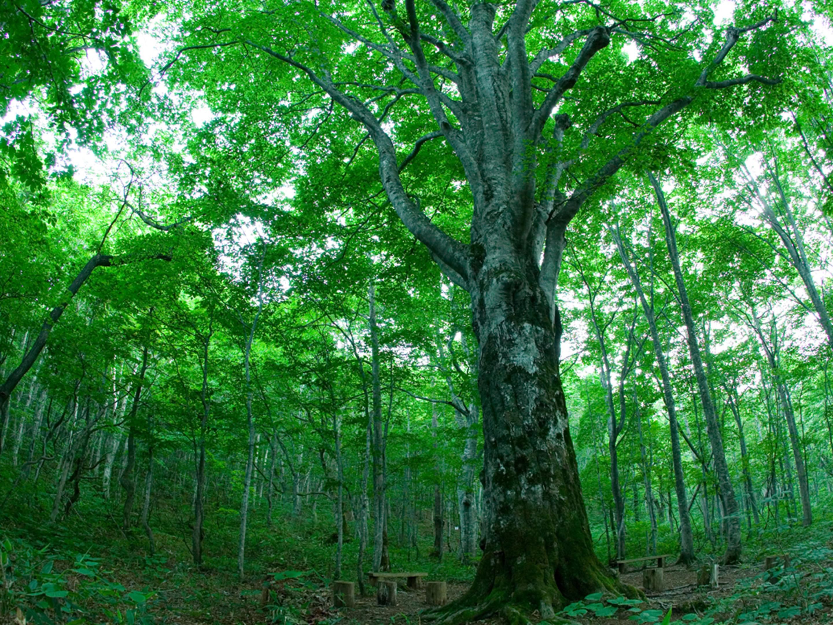 Appi Kogen Secondary Beech Forest