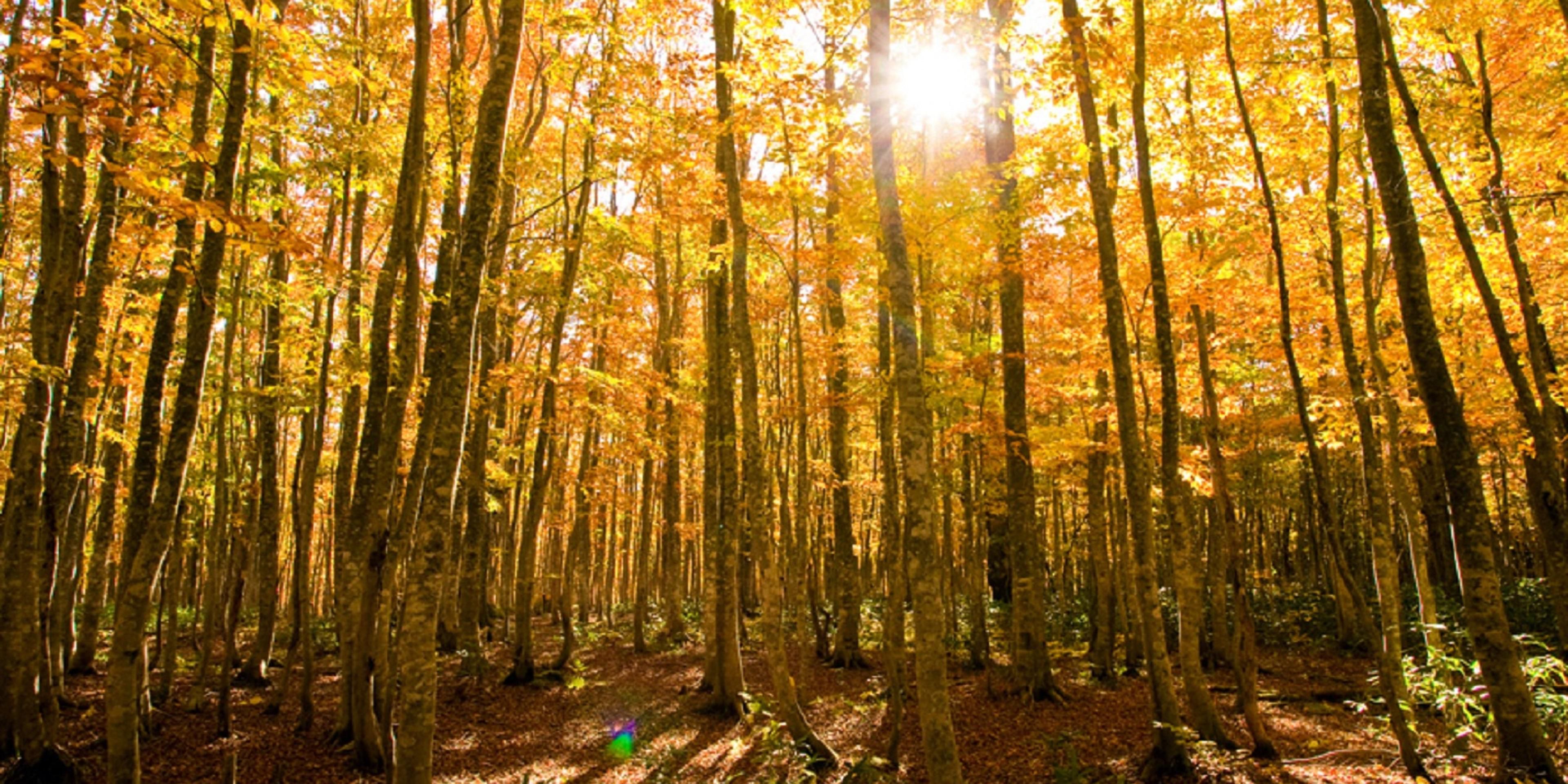 Unwind in a refined hideaway where the serene beauty of Appi Kogen meets timeless sophistication. Bask in the quiet elegance of our authentic bar, offering a curated selection of whiskies, bourbons, fine wines, and bespoke cocktails crafted by master bartenders.