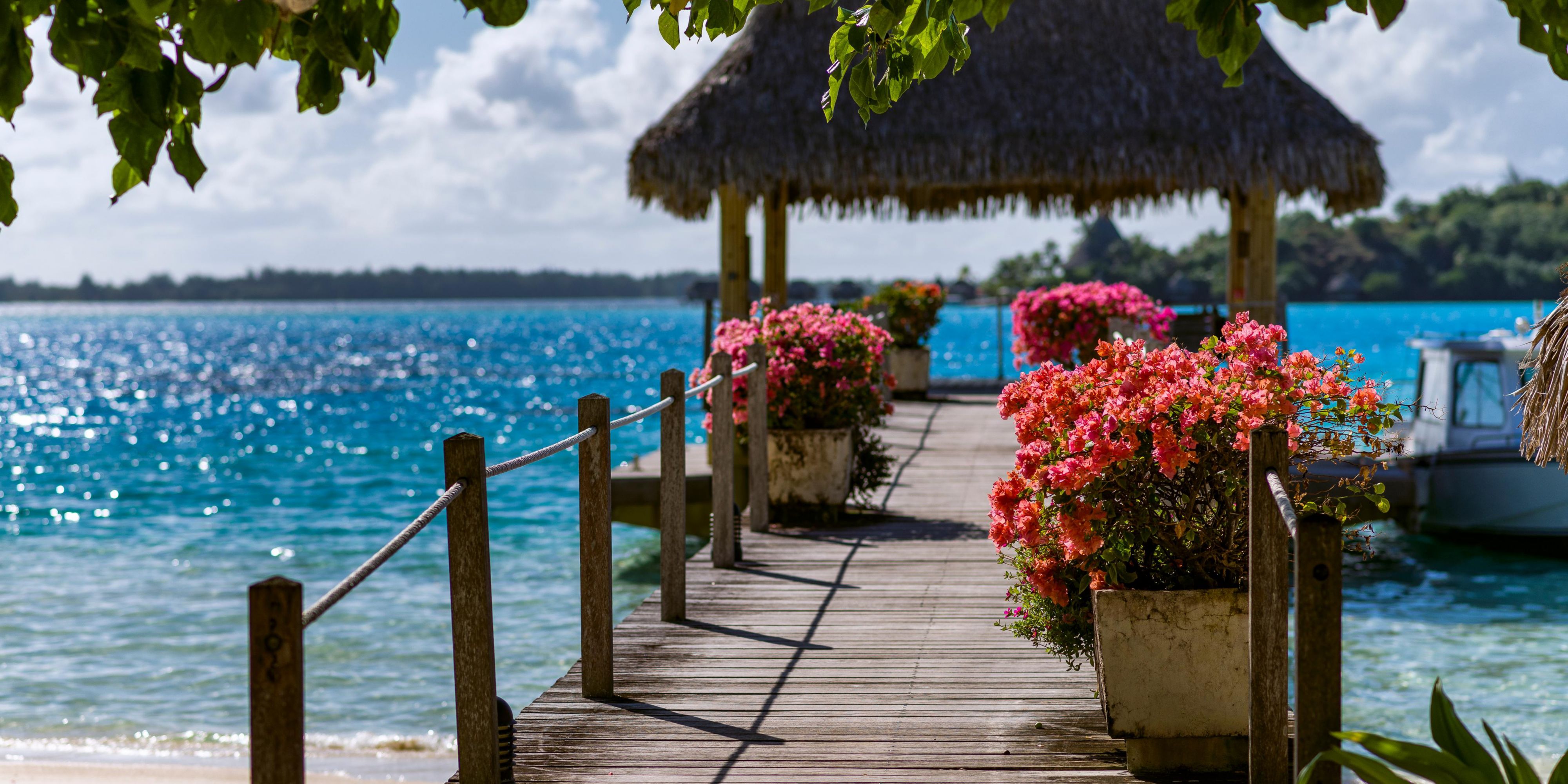 Present all around the resort, this colorful flower is carefully taken care of by our gardener Jean and brings pops of color in front of the lagoon's vibrant turquoise shades.