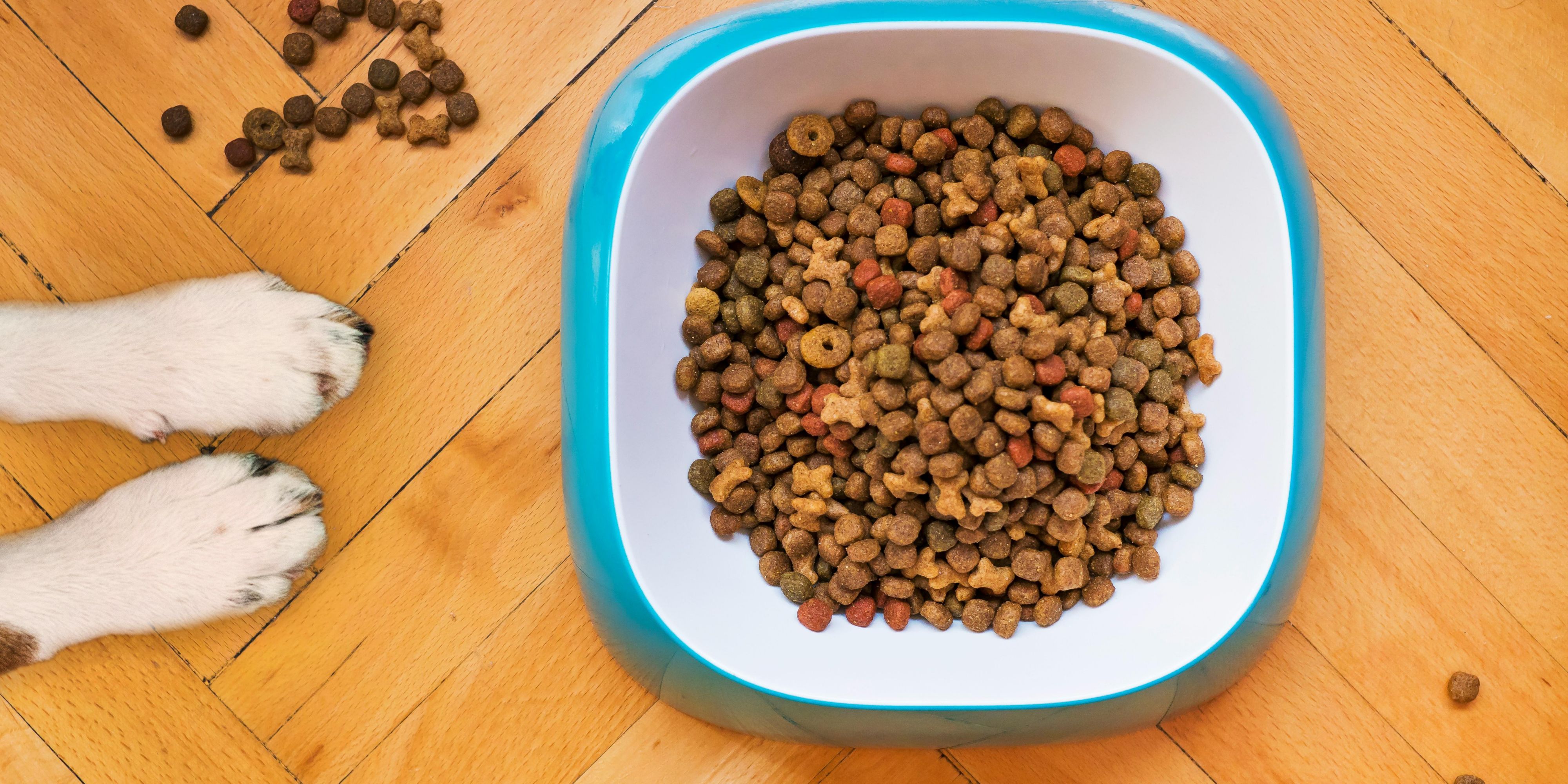 Join the Pet Food Forum 2025, from June 25–27 at Expo Guadalajara, bringing together experts from the pet food industry. Stay at Presidente InterContinental Guadalajara for comfort, executive services, and easy access to the best things to do and places to visit Guadalajara.