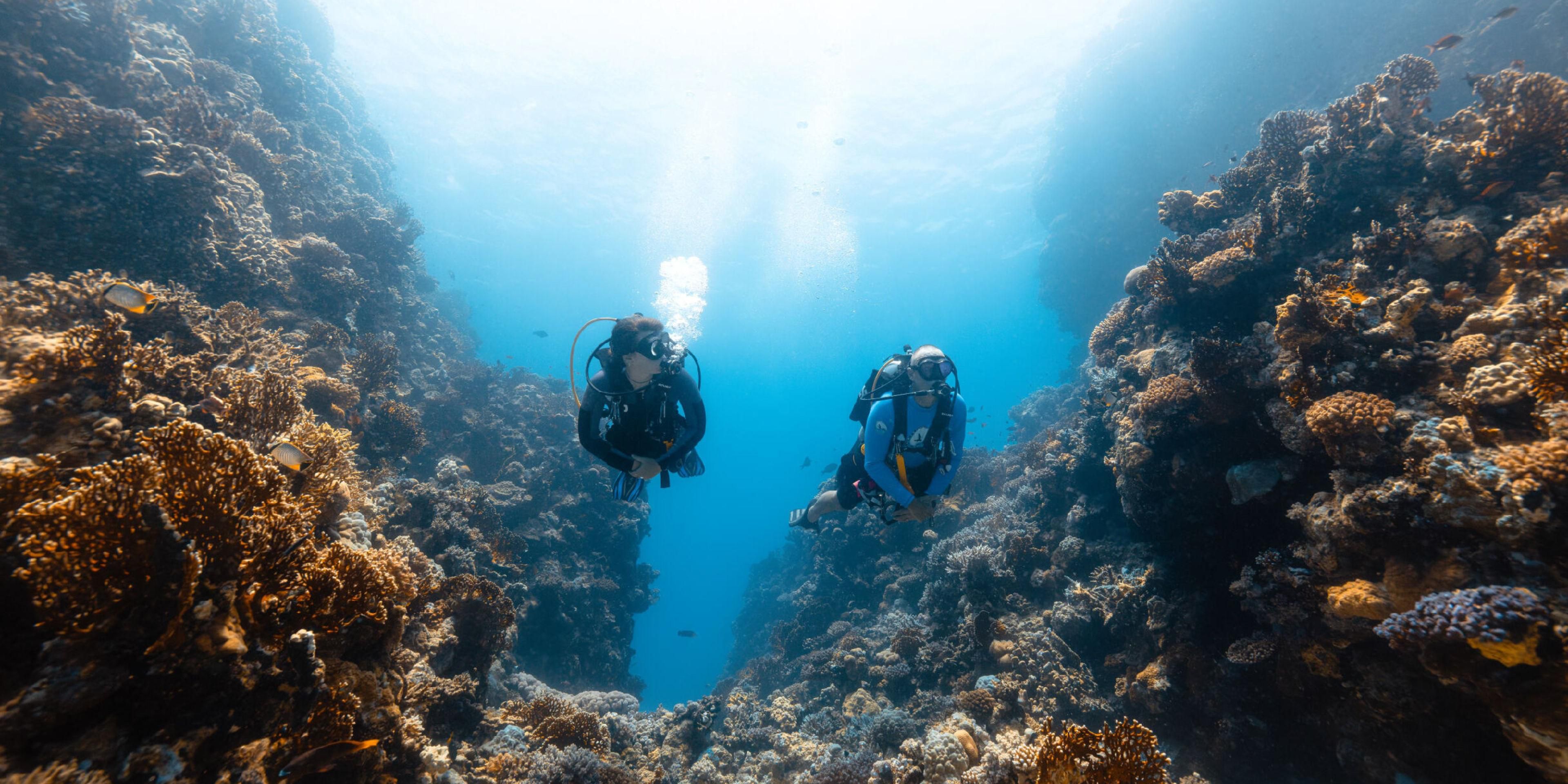 Dive into wonder with Galaxea Red Sea