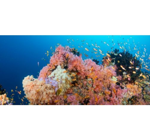 Coral reefs in the Maldives