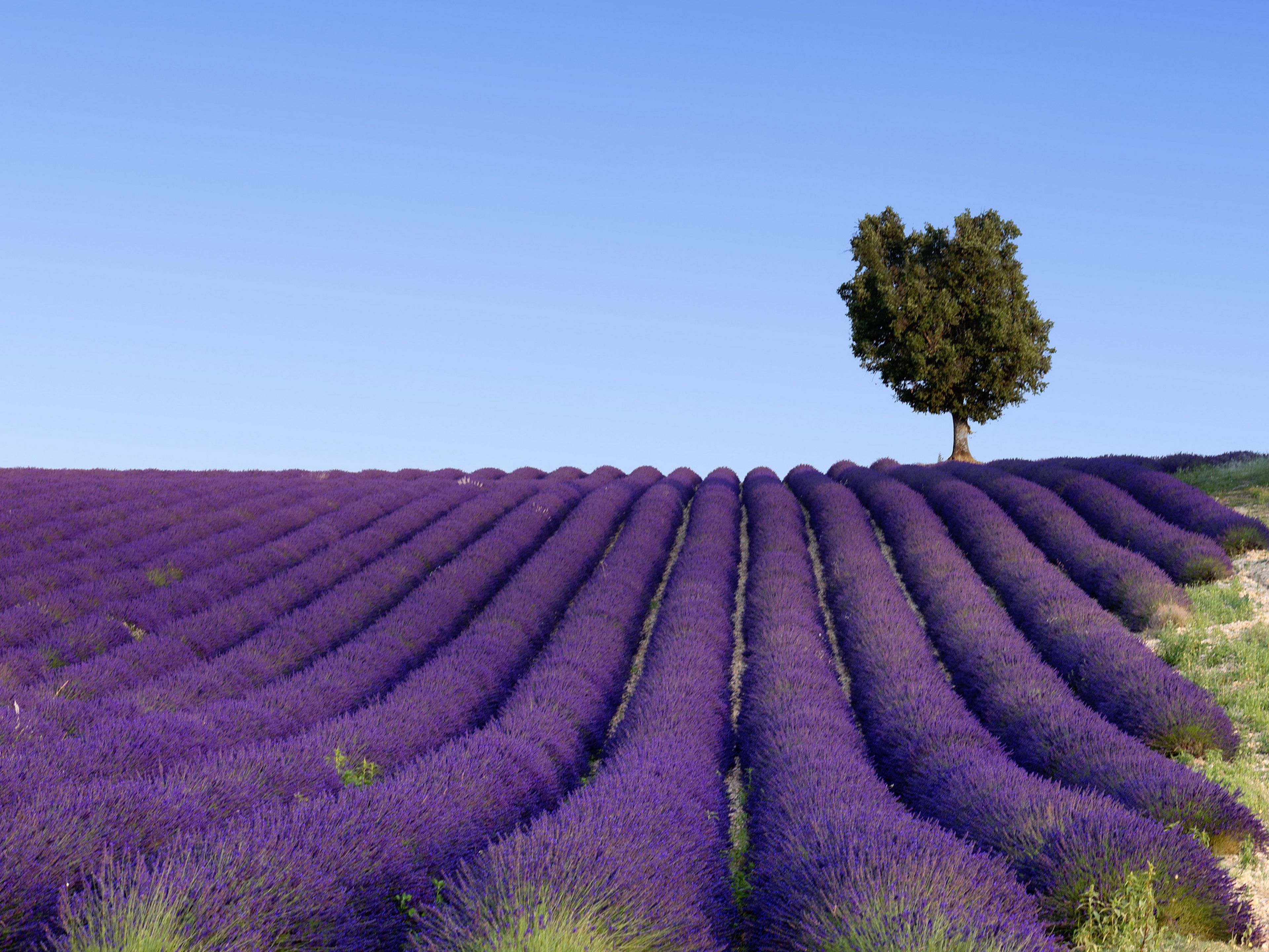 Lavender fields