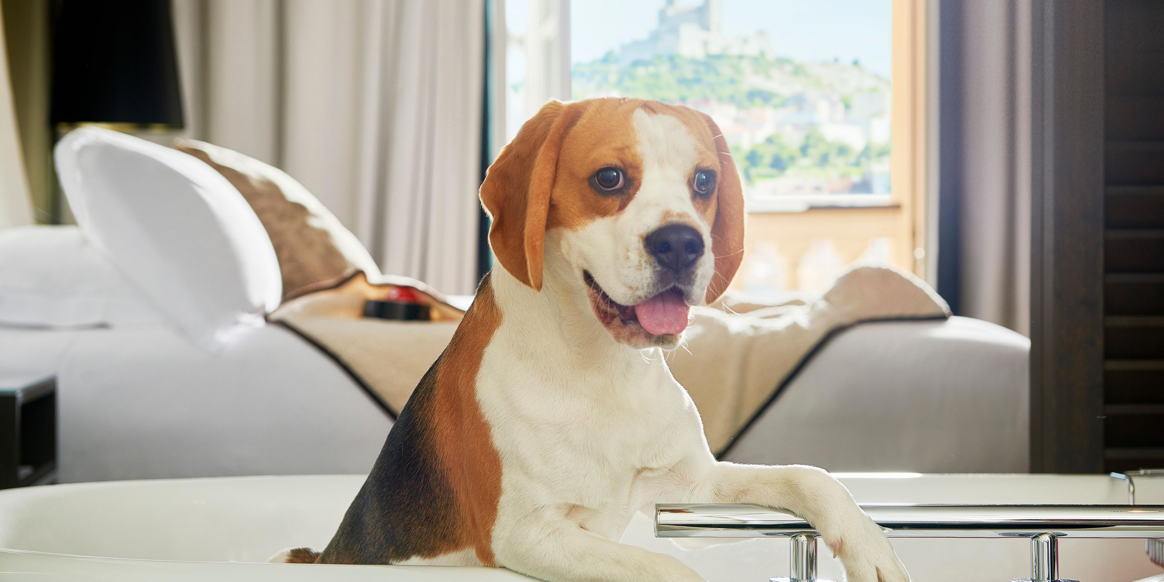 The InterContinental Marseille – Hotel Dieu is proud to be a pet-friendly hotel. 
Our pet-friendly offer includes a dog bowl, a blanket, a dirt-free set, and a menu of small dishes from which to choose, available via room service.