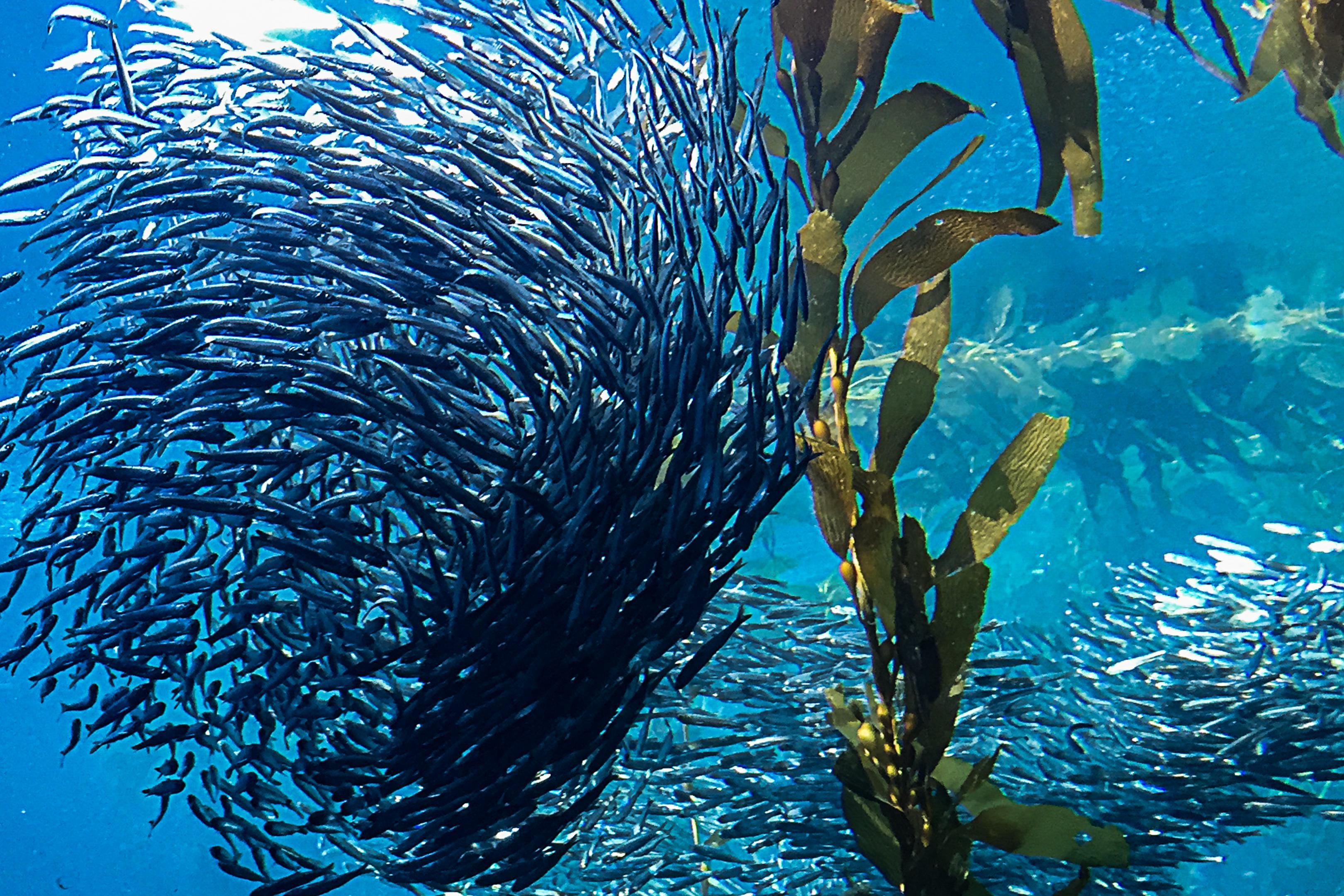 School of fish underwater
