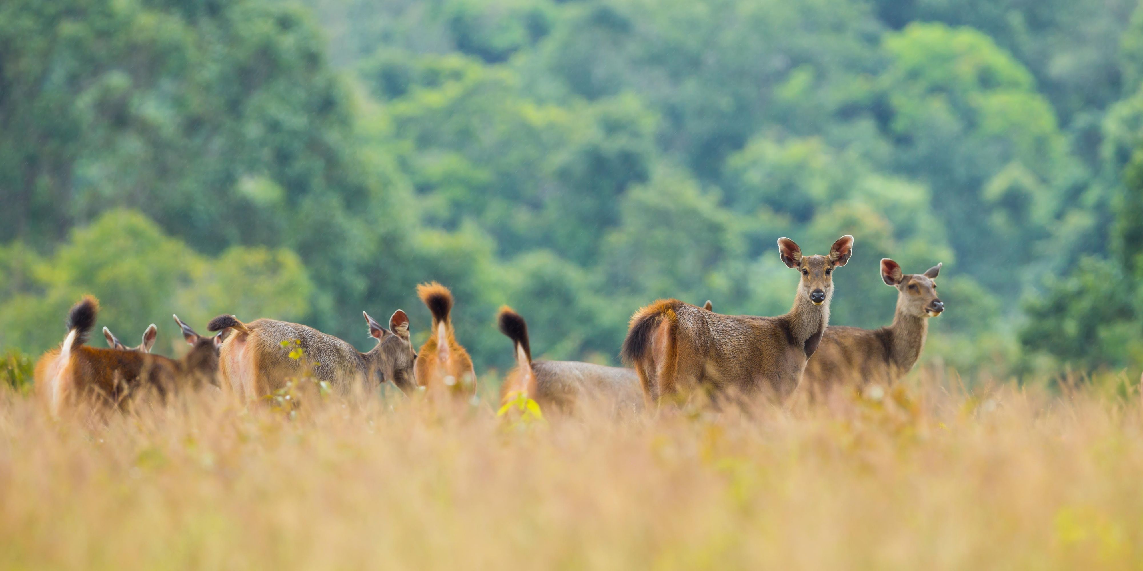 Khao Yai National Park, Nokorn Ratchasima, Thailand