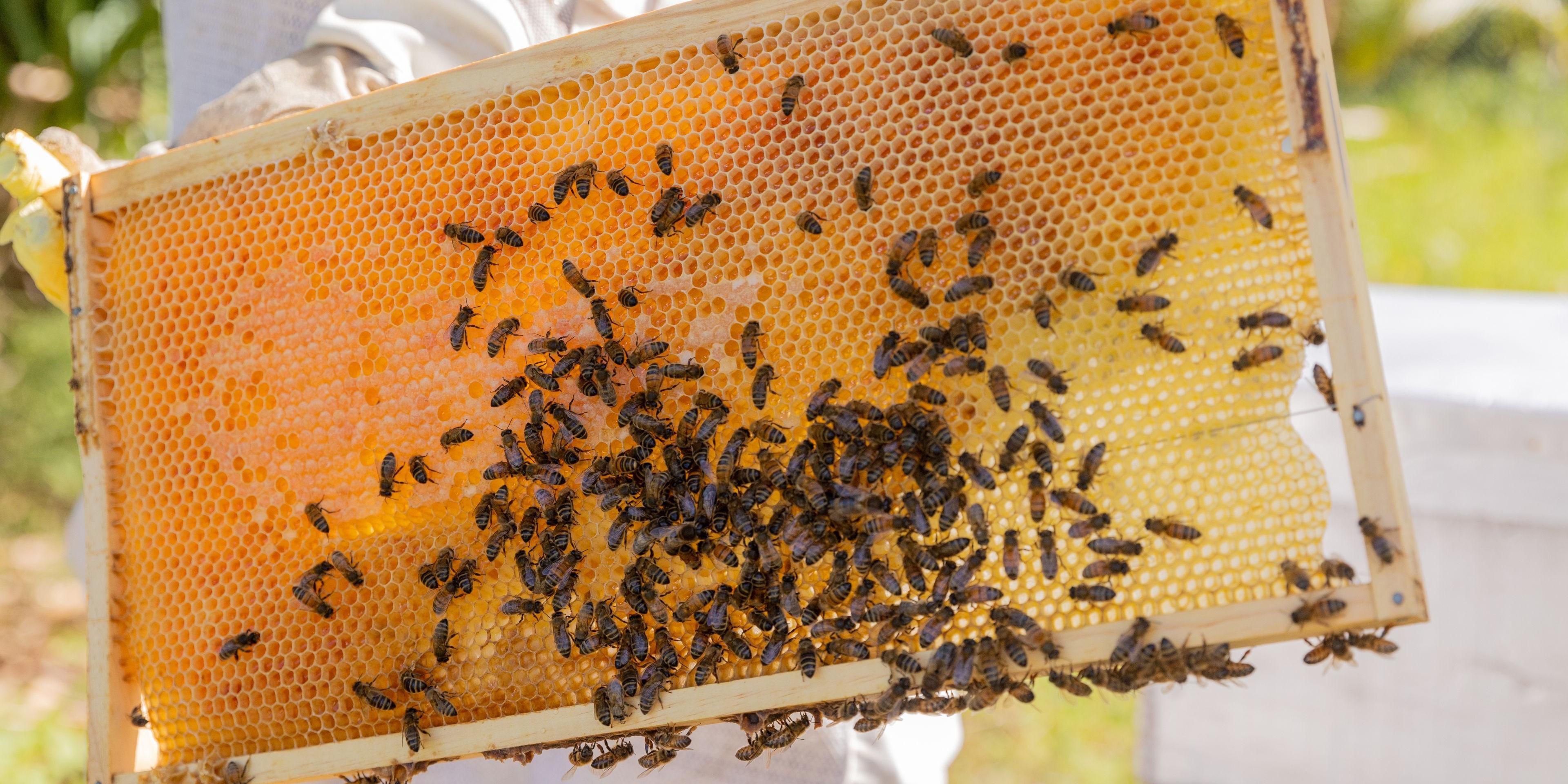 Our bee-happy experience offer a unique opportunity to connect with nature and learn about the crucial role bees play as pollinators. These hands-on, immersive sessions provide a close-up view, allowing you to witness the fascinating behavior of honey bees.  Afterward, enjoy a specially curated honey high tea and sample some delicious honey. 