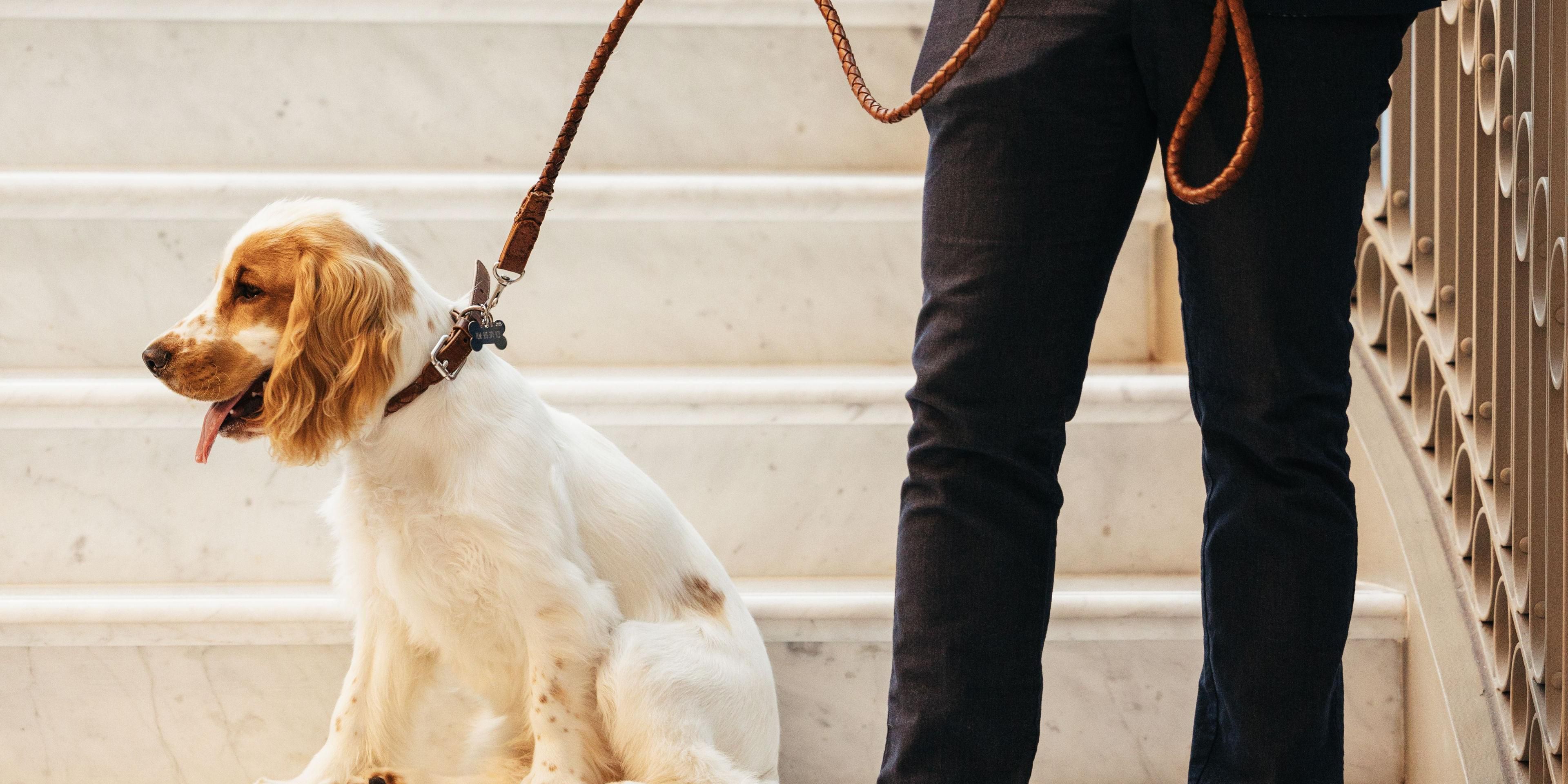 Your furry companions are cherished guests, enjoying luxury amenities and comfort alongside you. Book your stay in our pet friendly hotel!