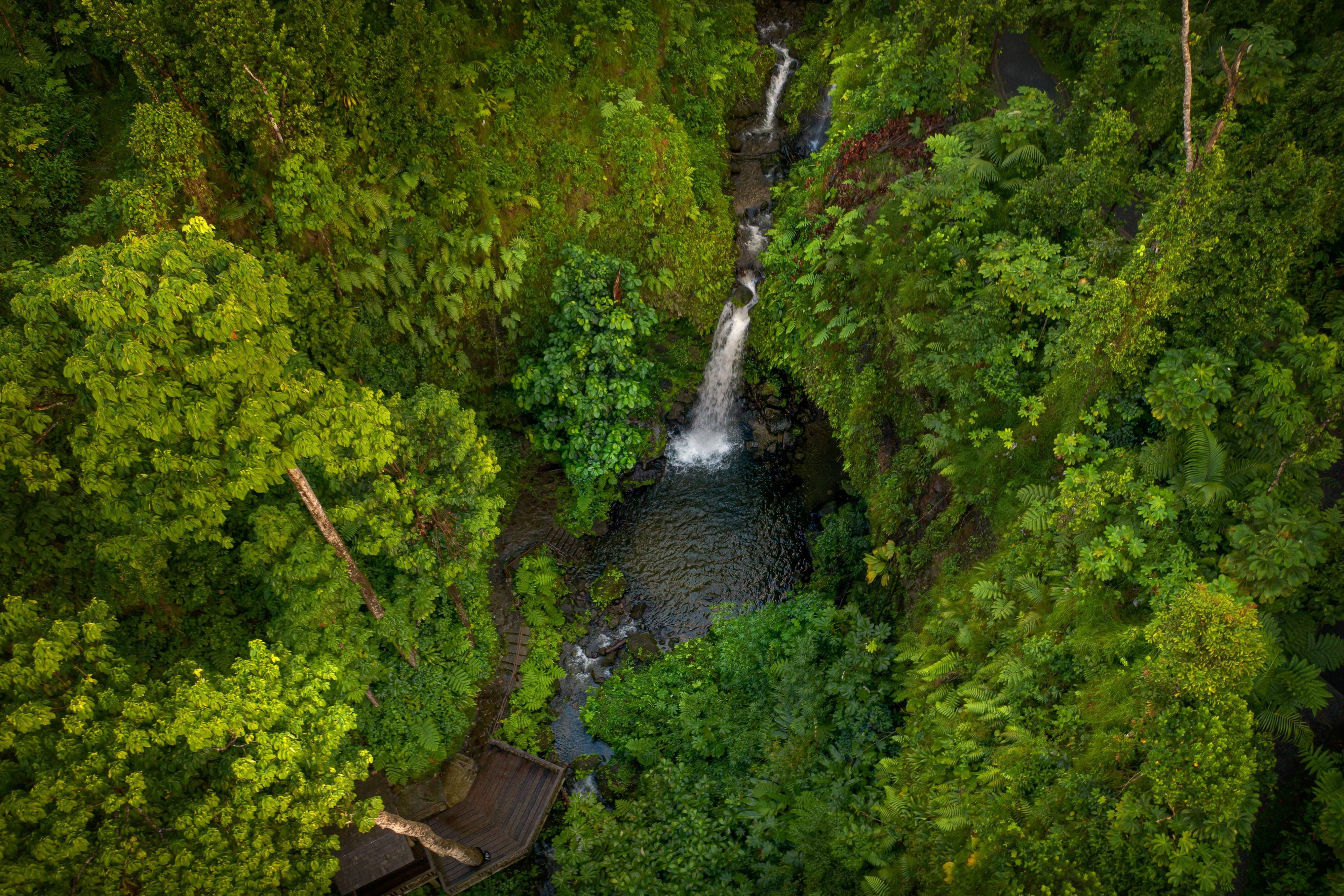 Visit the Emerald Pool for eco tourism in the Caribbean.