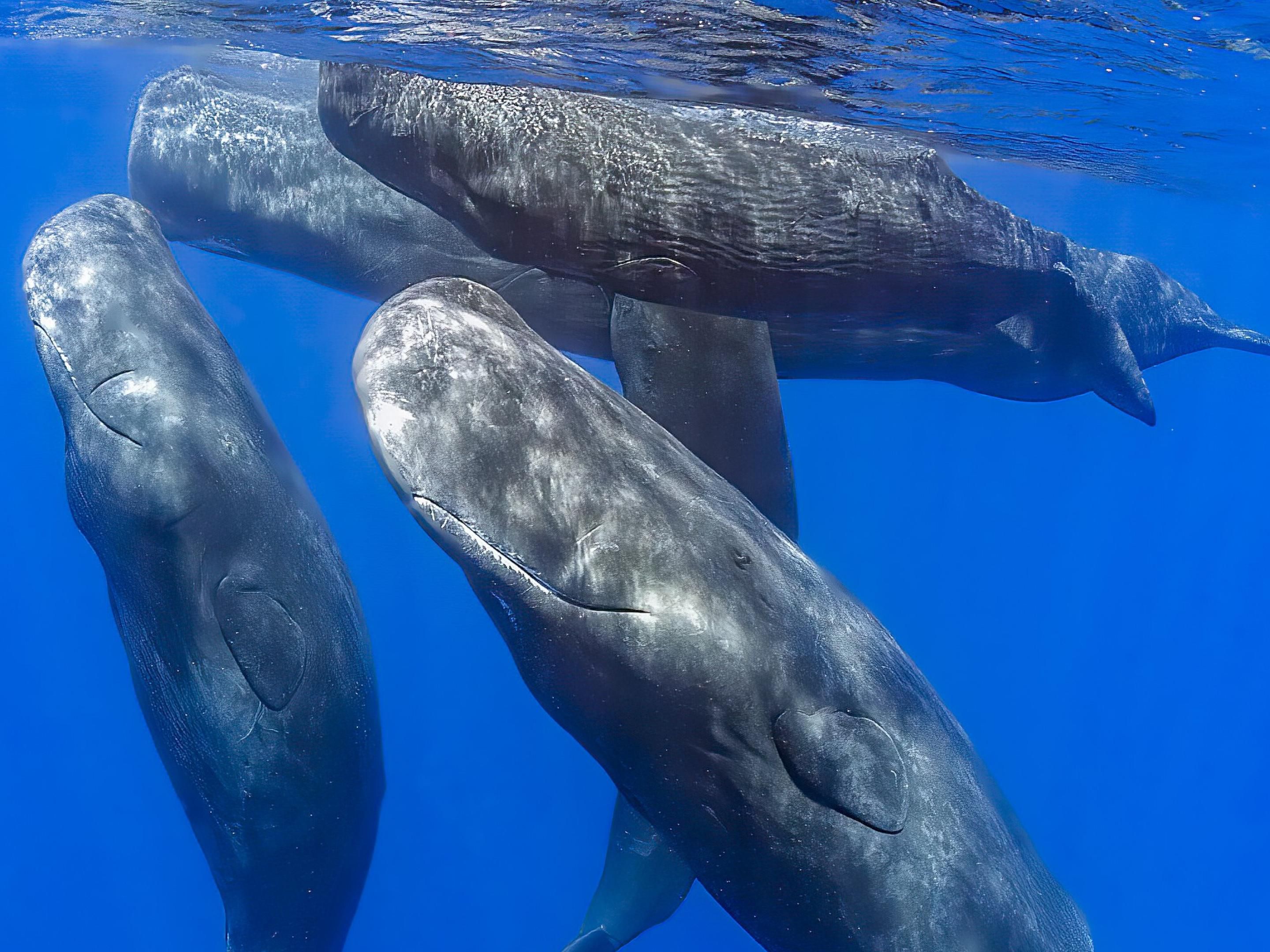 Whales swimming in a group