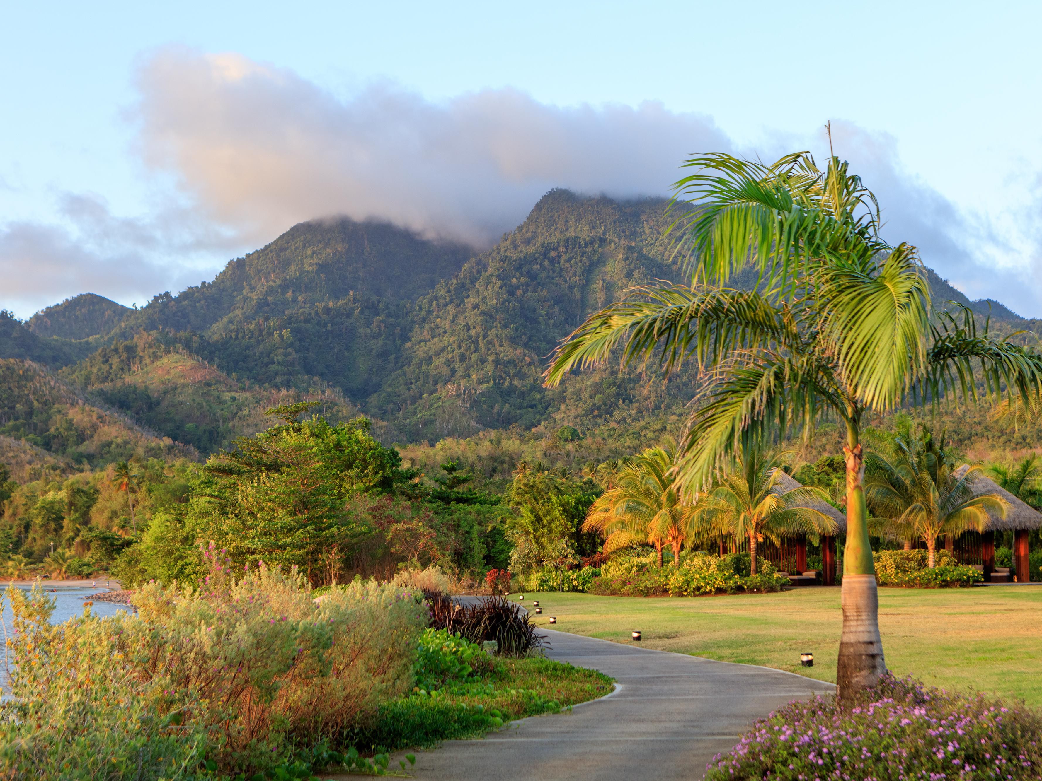 Palm trees and mountain view
