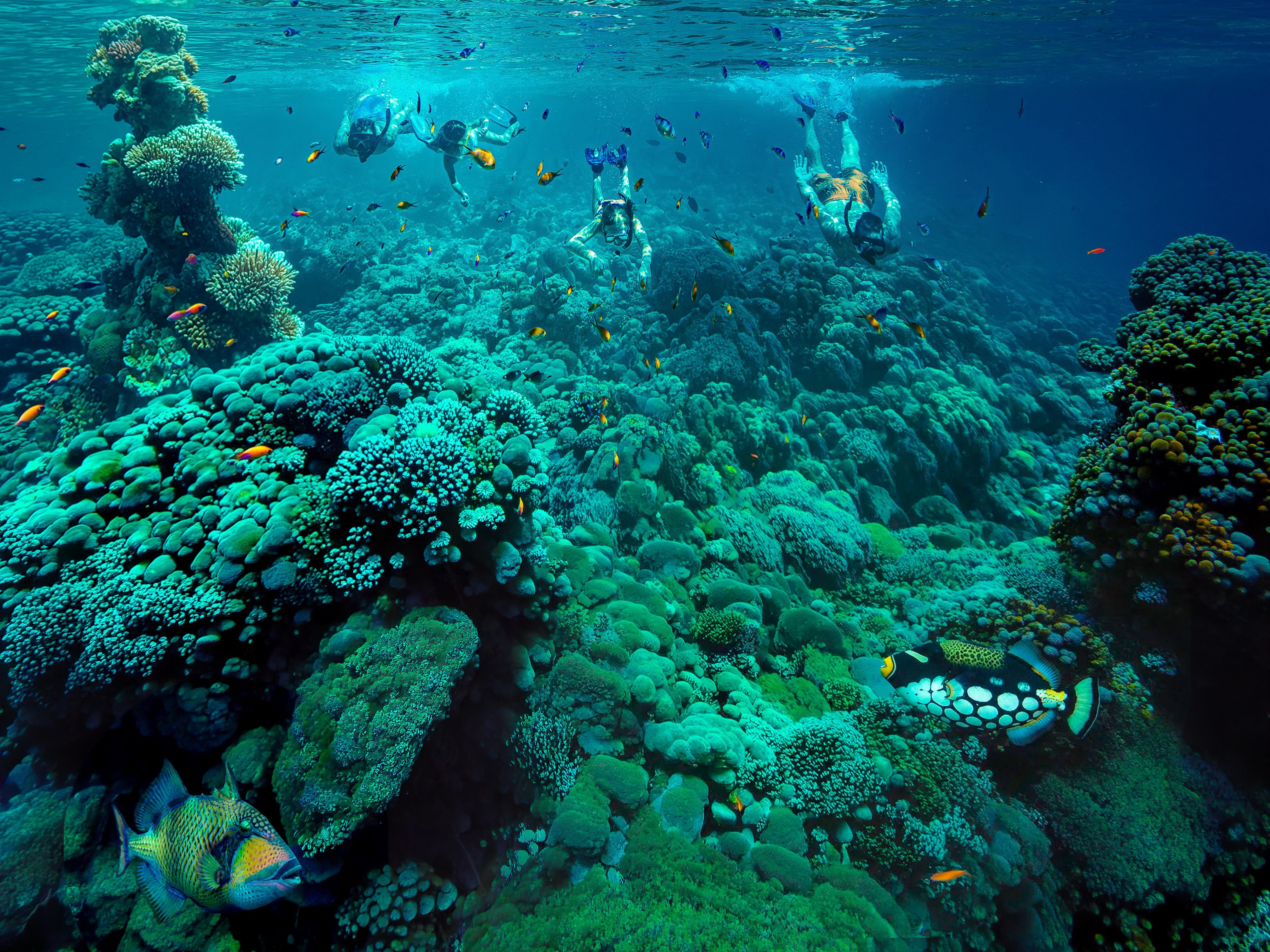 Coral Reef Snorkeling Experience InterContinental Maldives