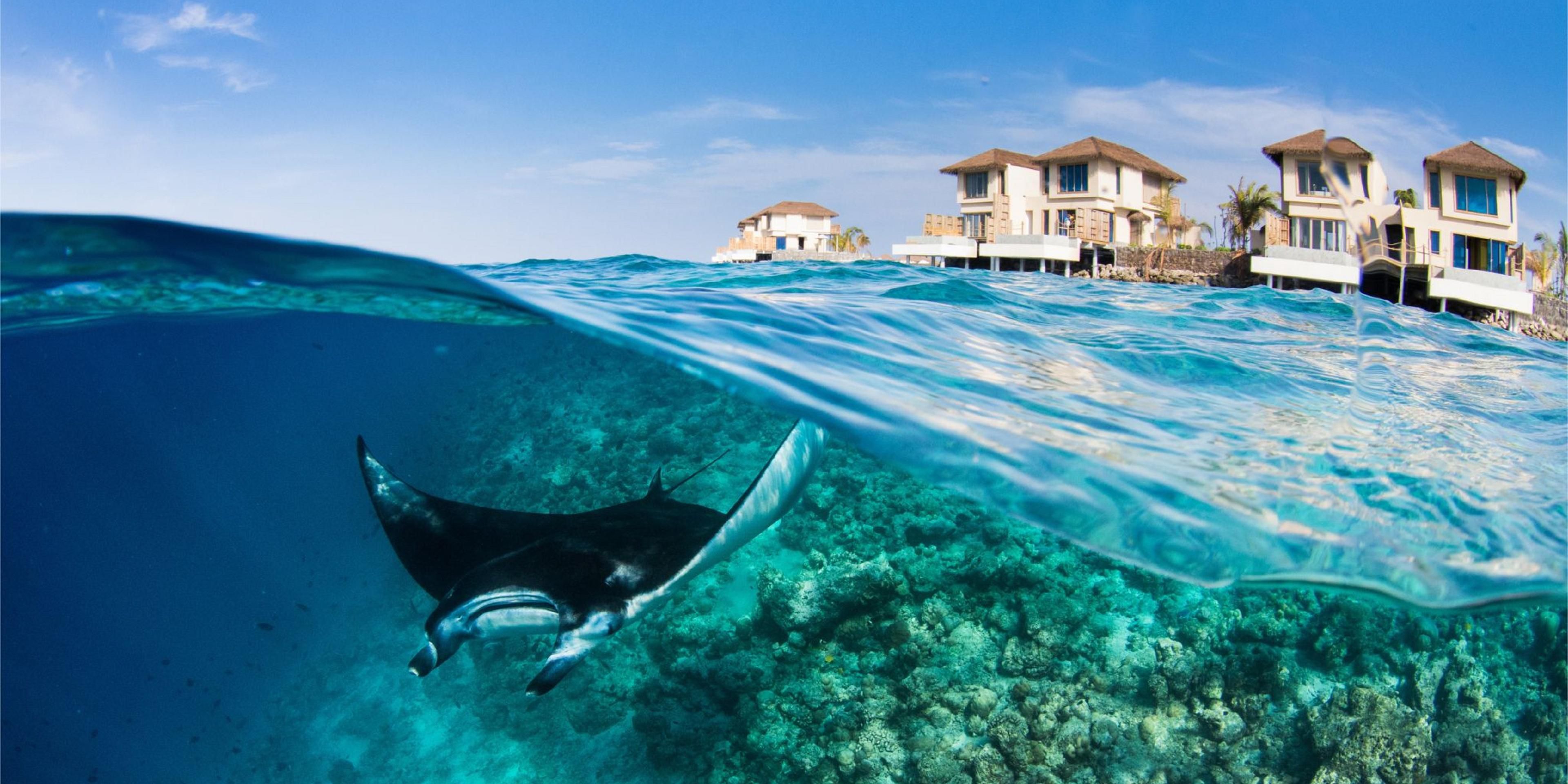 Embark on a short boat trip with The Manta Trust experts to watch manta ray pups feeding on plankton during the North East monsoon (January to April). Snorkel with these gentle creatures and observe their behavior. Explore manta ray hotspots in Raa Atoll and, during the North West Monsoon, visit Hanifaru Bay in Baa Atoll for more manta encounters.