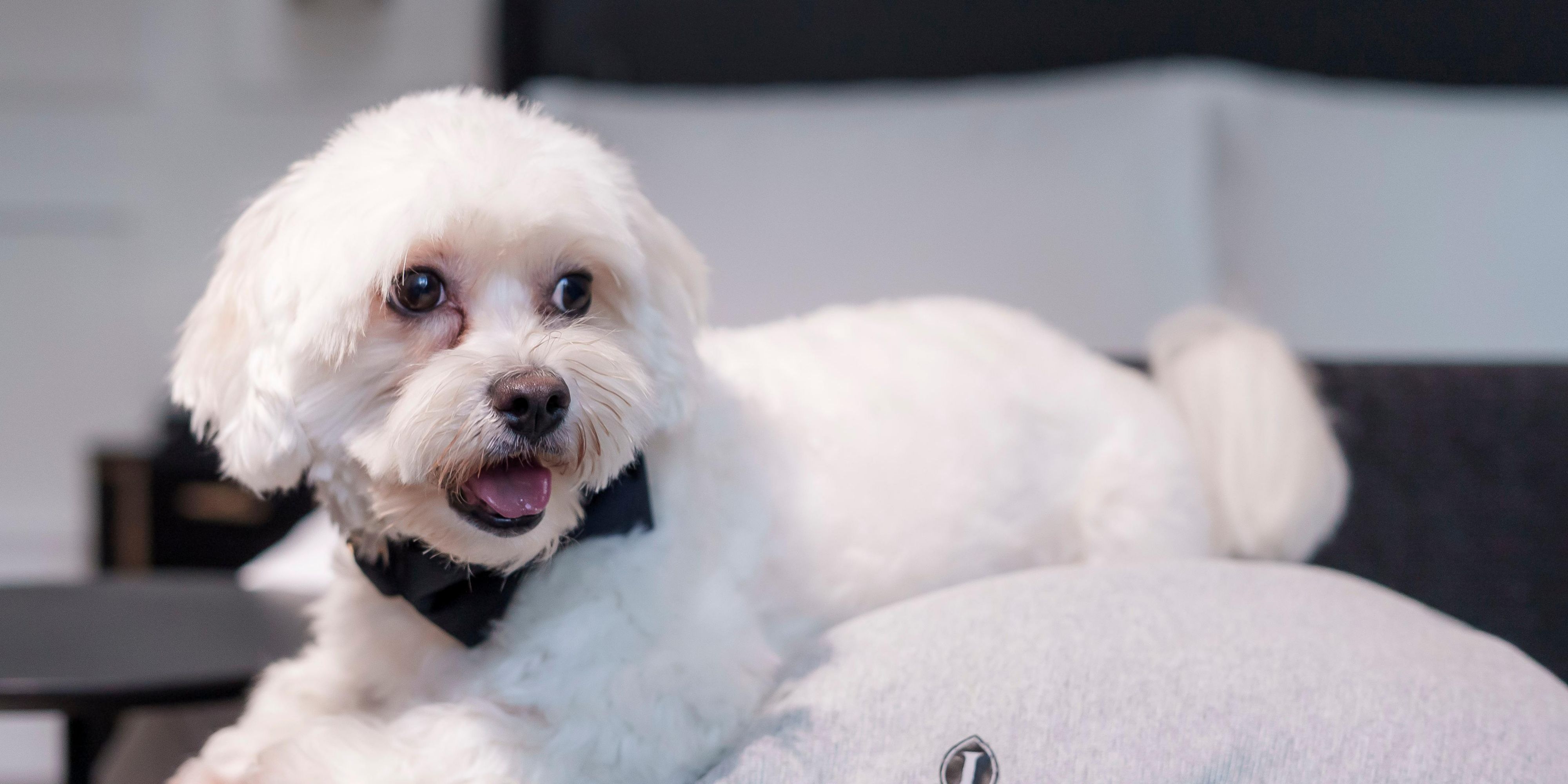 At our hotel, every detail is thoughtfully curated, including the comfort of your four-legged companion. For EUR 35 per day, your pet will be treated to an indulgent welcome complete with a plush kennel, refined feeding bowls, hygienic bags and a gourmet treat to help them settle in with ease. Because true luxury means no one is left behind.