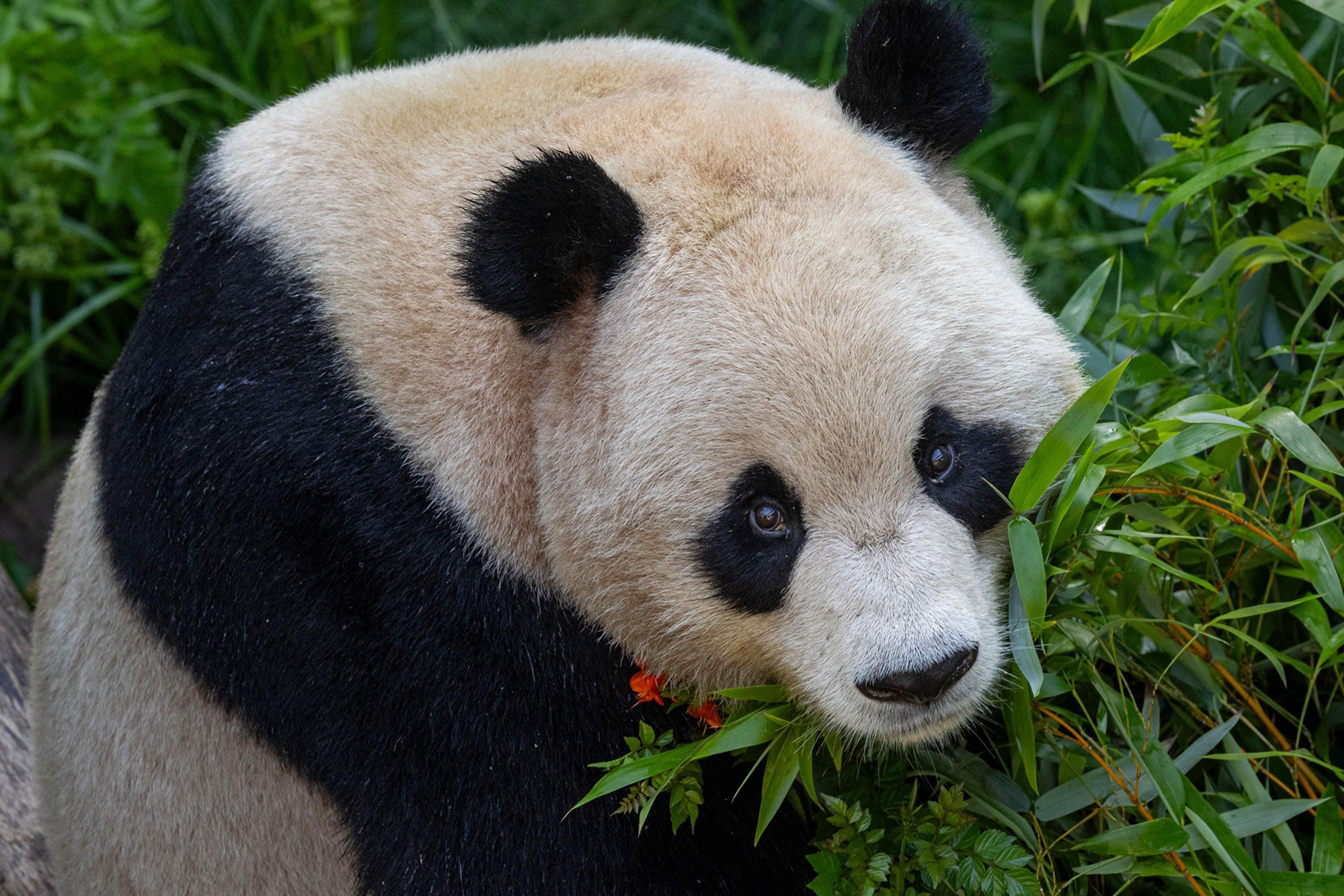 San Diego zoo panda