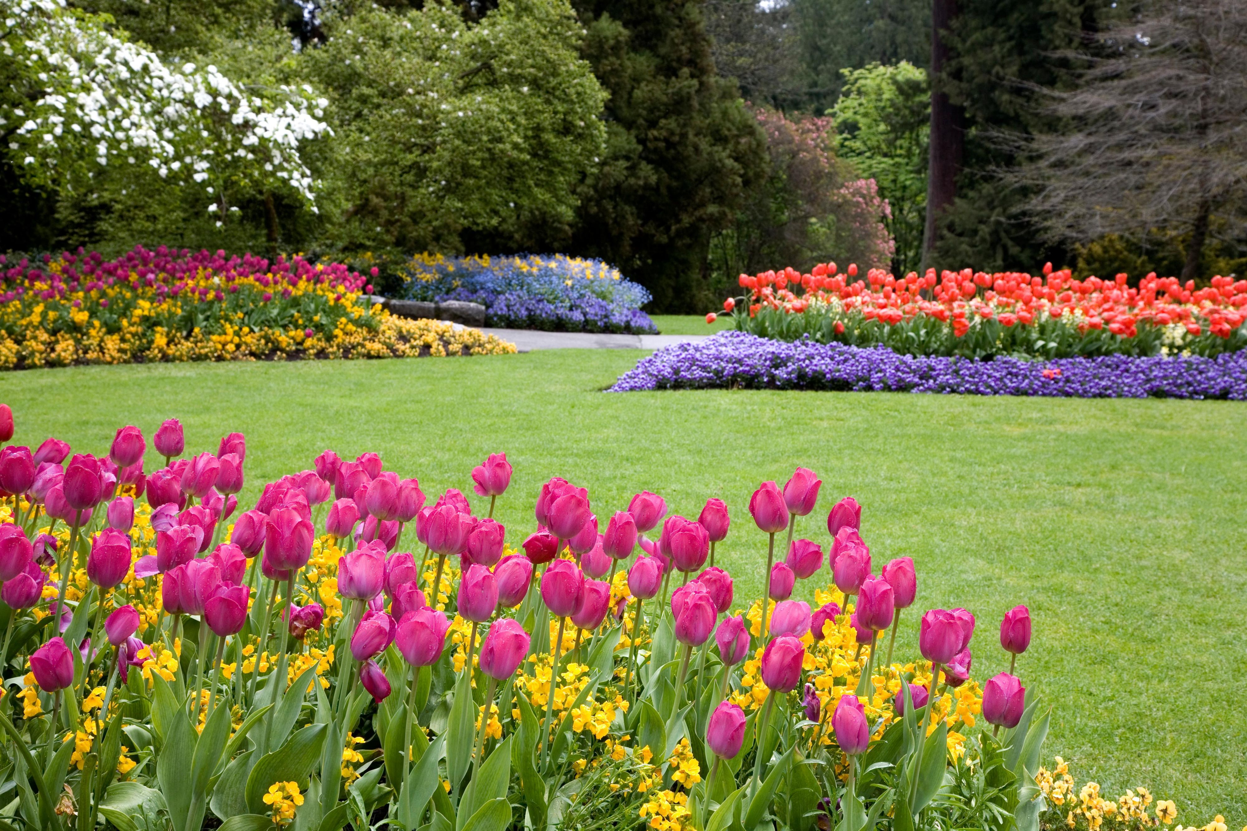 Golden Gate tulips