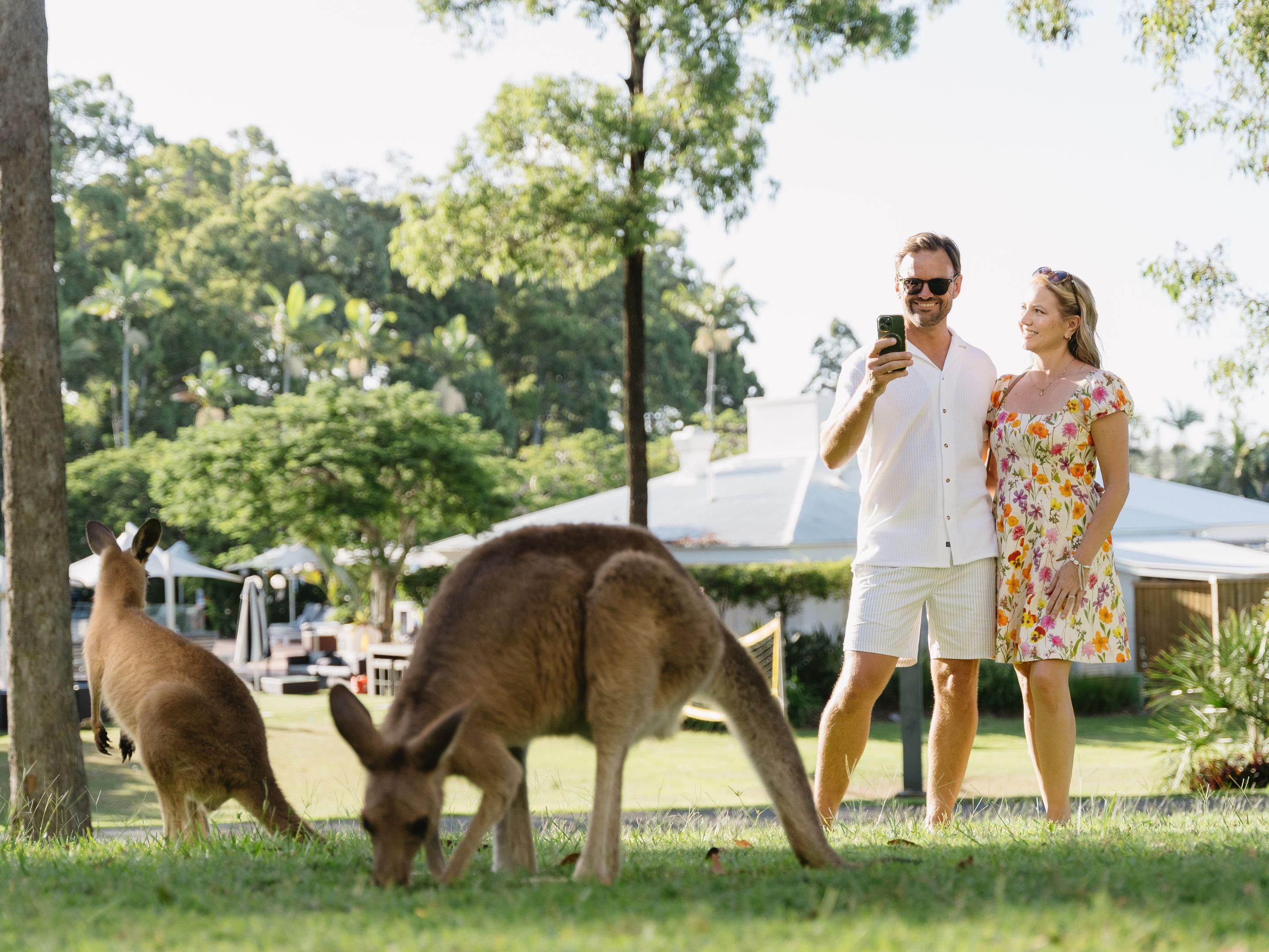 Kangaroos residing on hotel grounds 