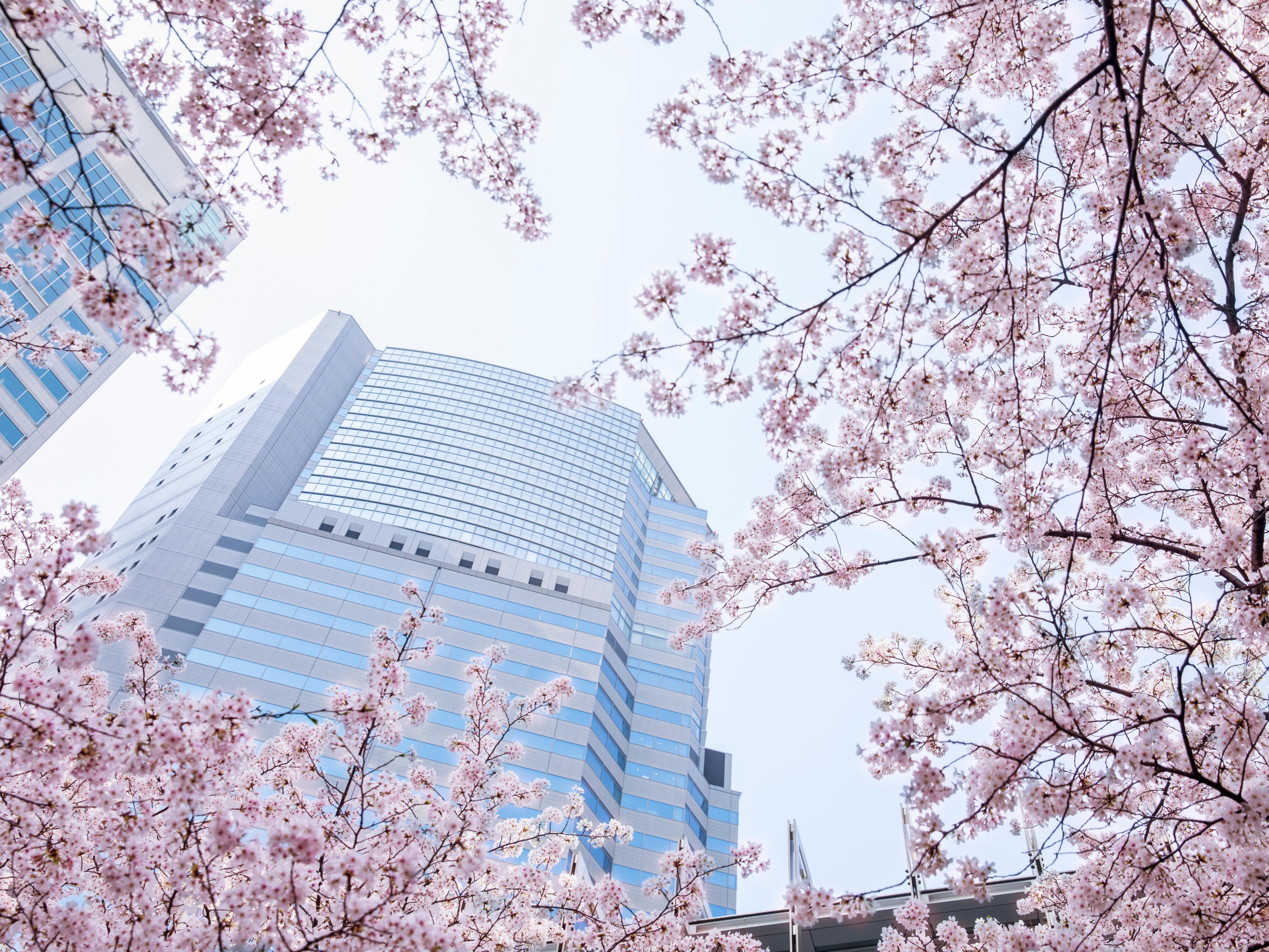 Welcome to The Strings by InterContinental Tokyo