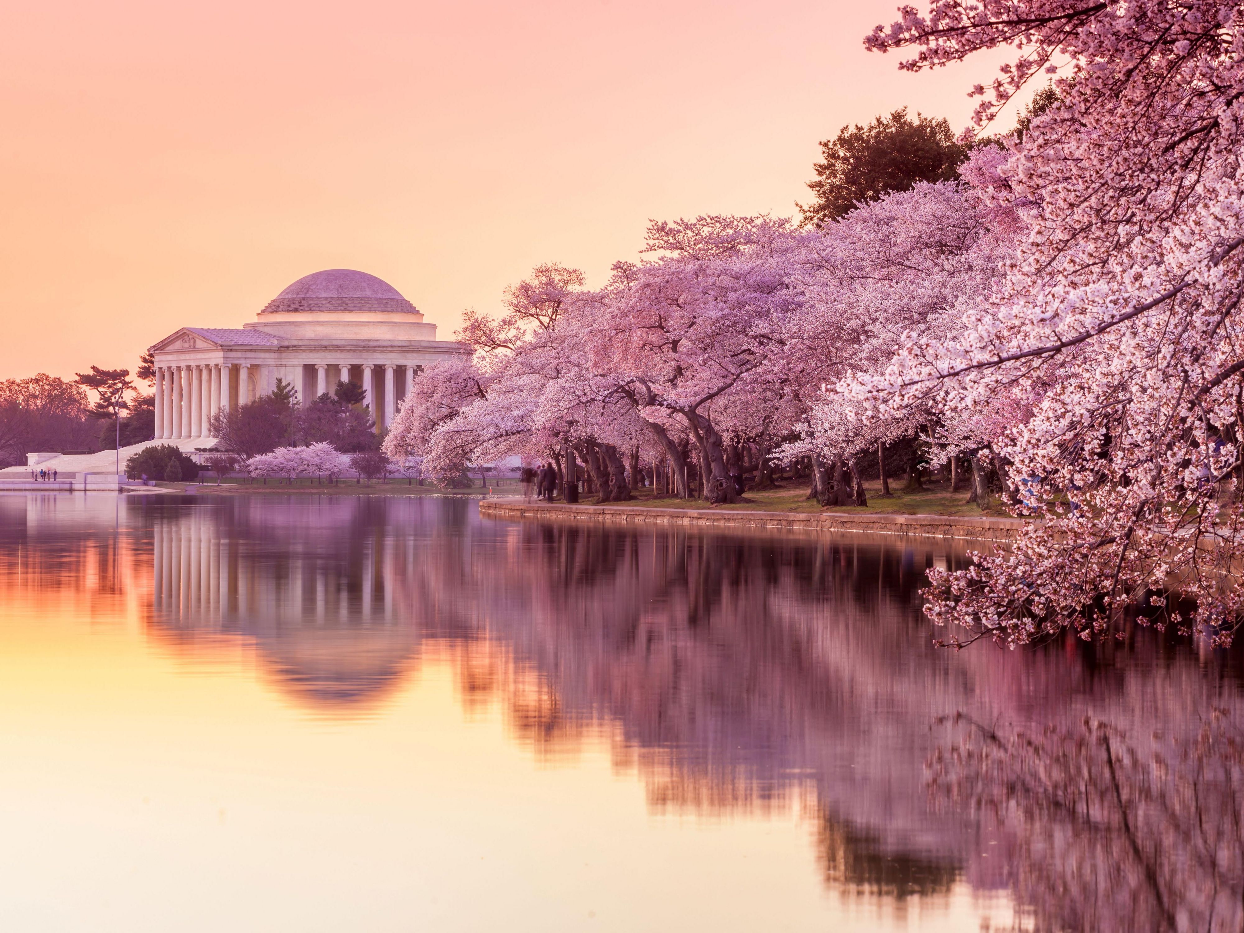 Cherry Blossom Package