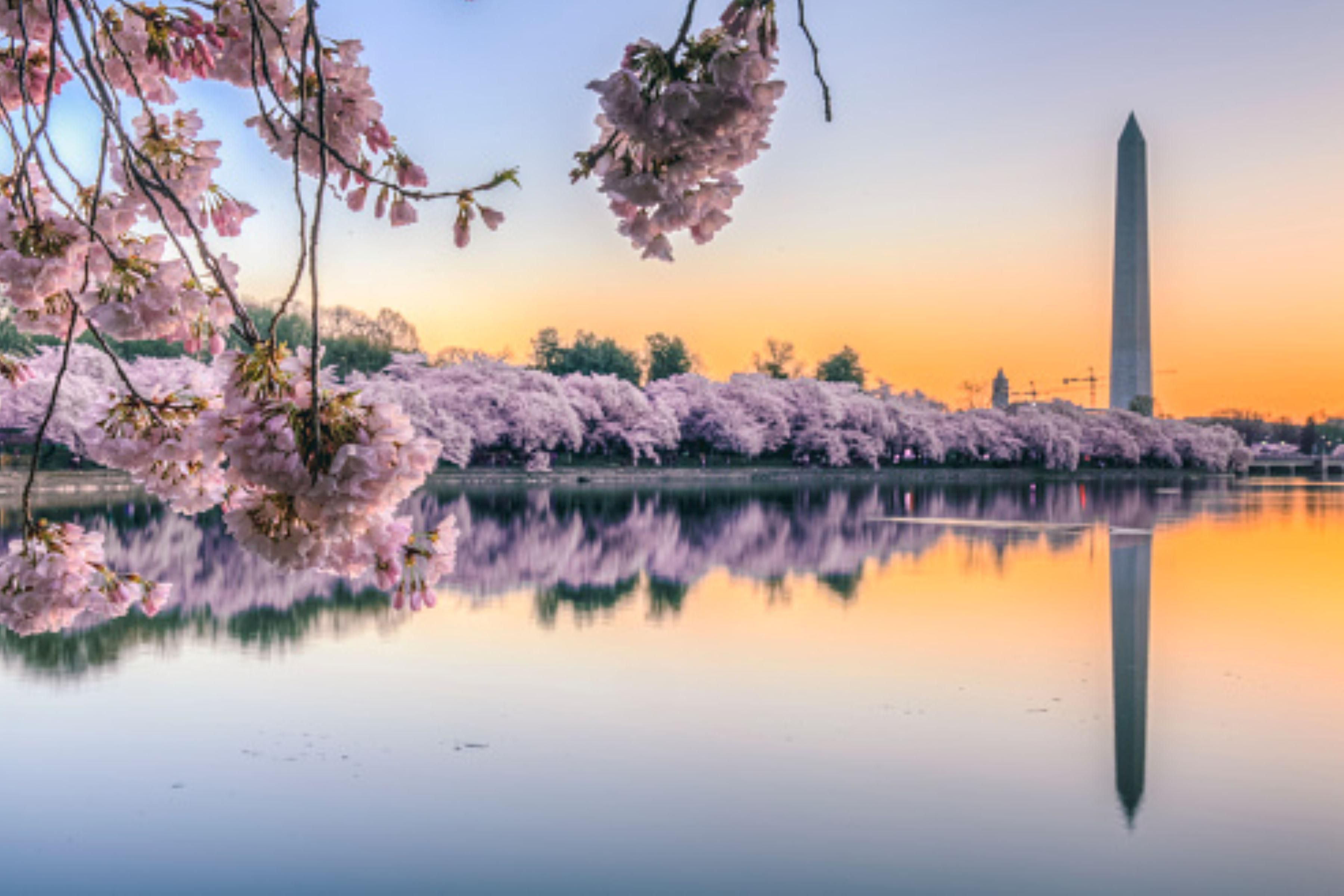 Washington DC cherry blossoms