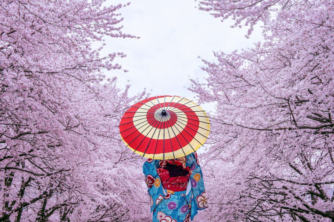 Person standing in a sea of cherry blossoms with Japanese unbrella