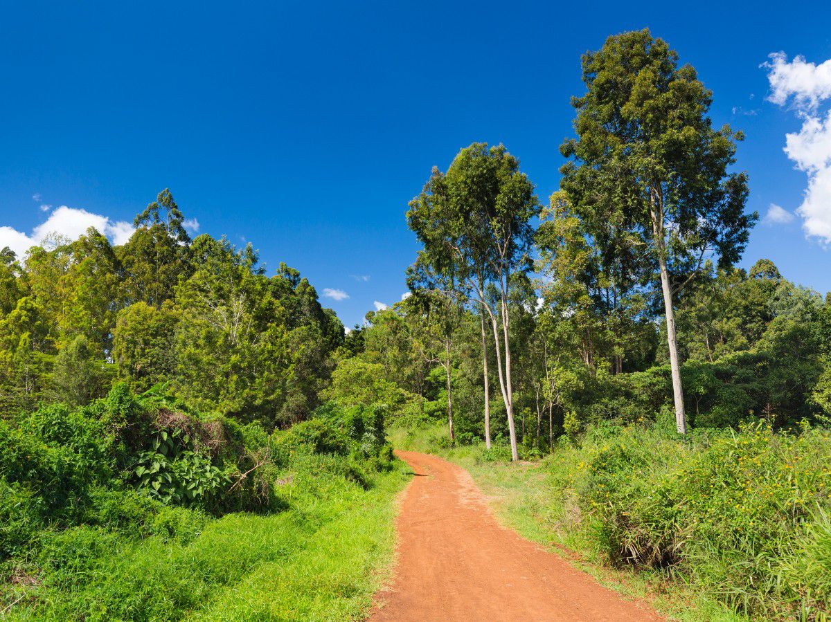 Karura Forest