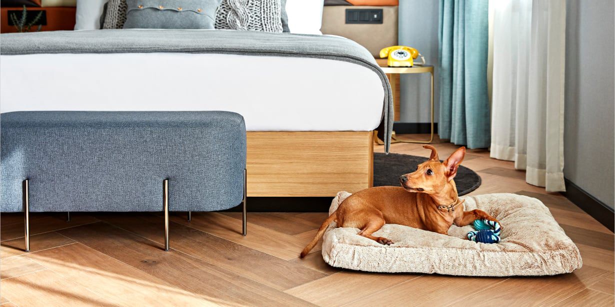 A cute brown dog on a plush pillow sitting at the end of a king sized bed.