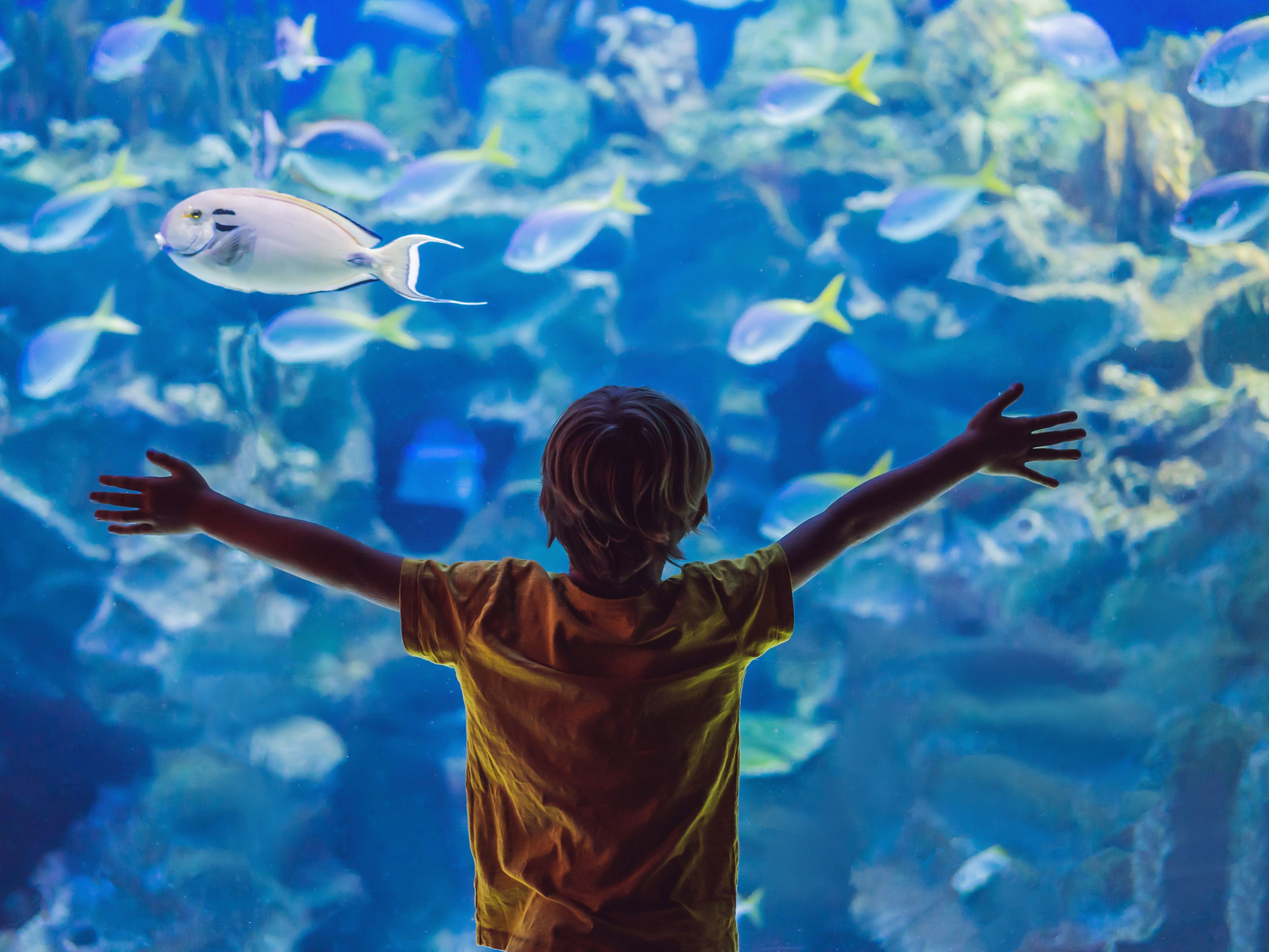 Kid at SeaWorld fish tank