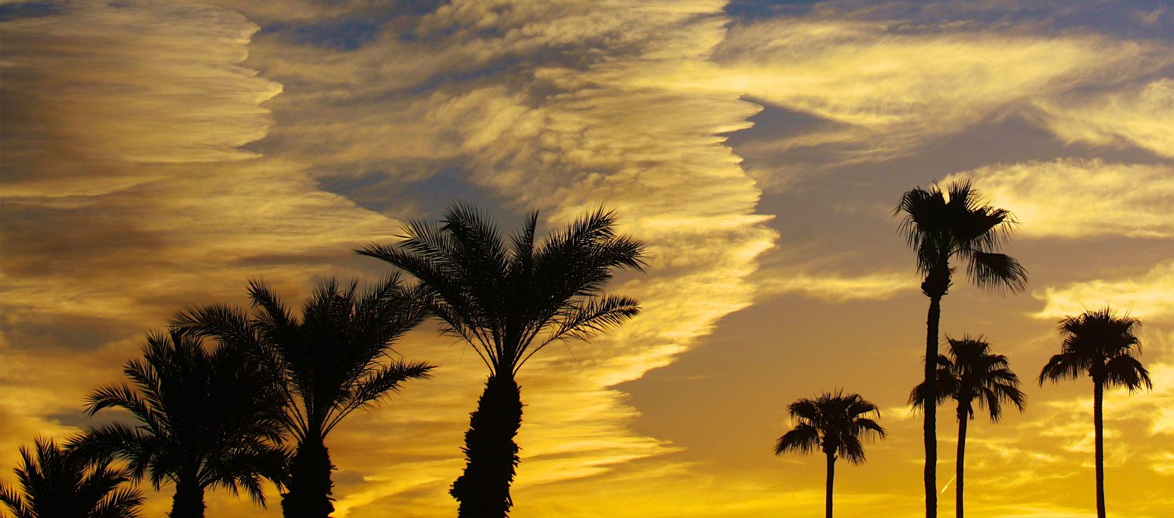 a beautiful orange sunset behind palm trees