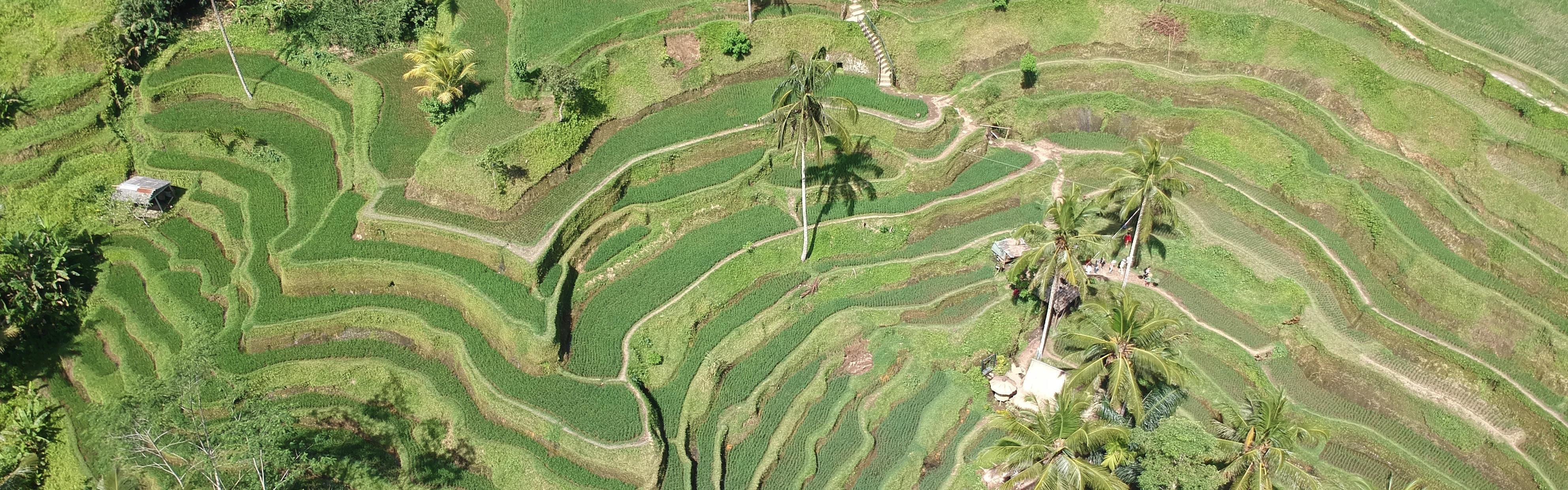 Tegalalang Rice Terrace