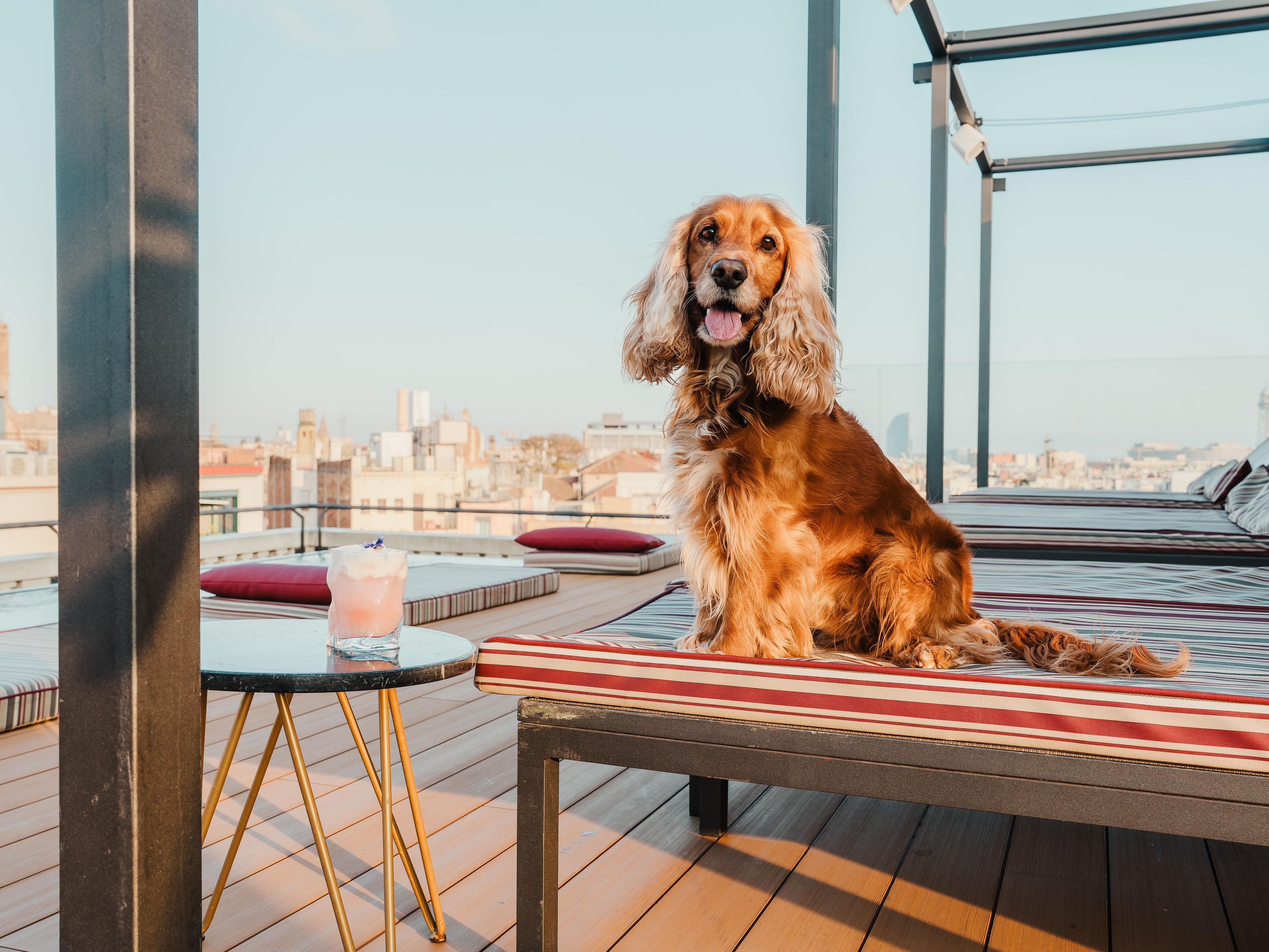 Pets are more than welcome at Kimpton Vividora