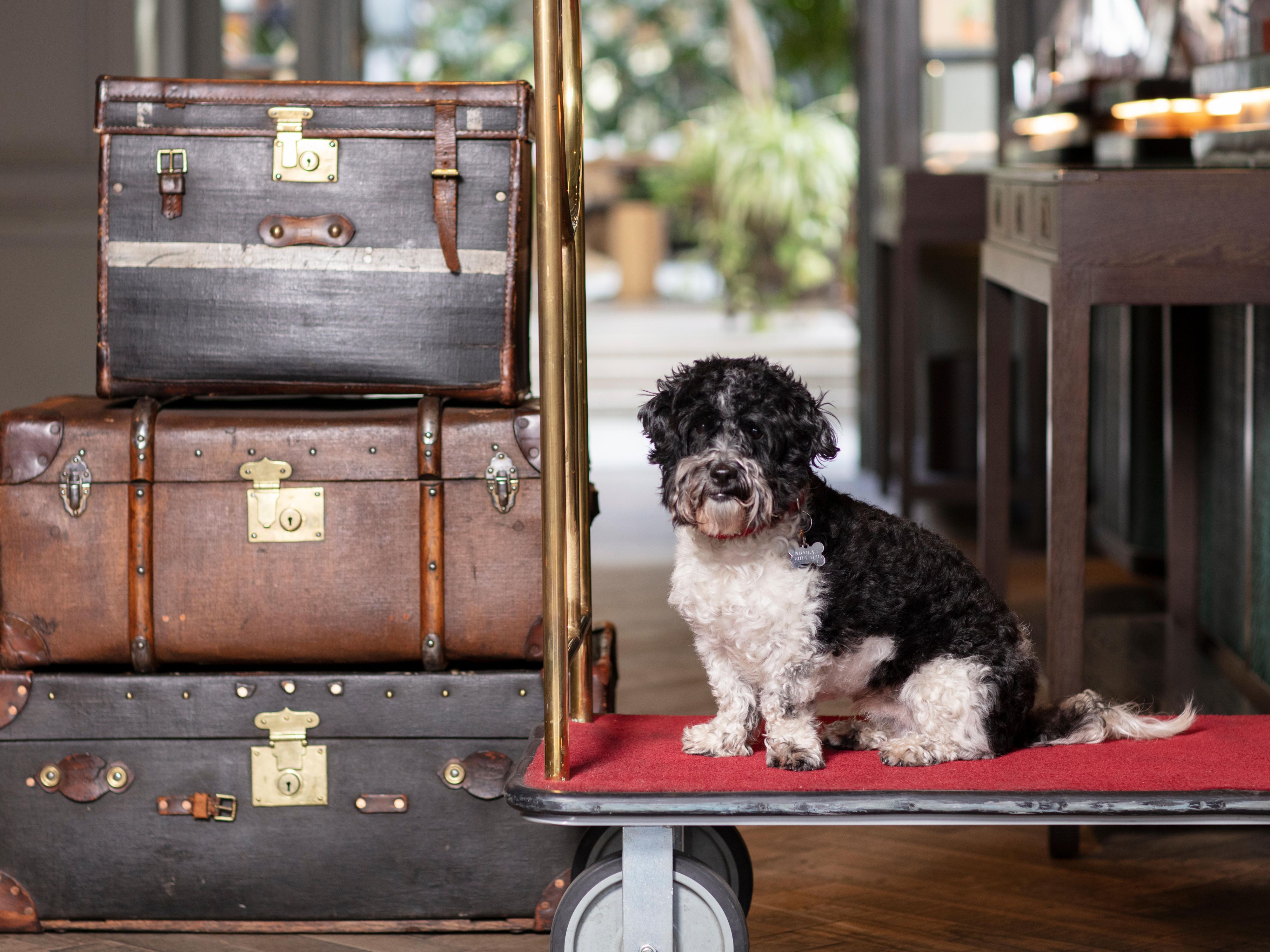Dog sitting next to luggage