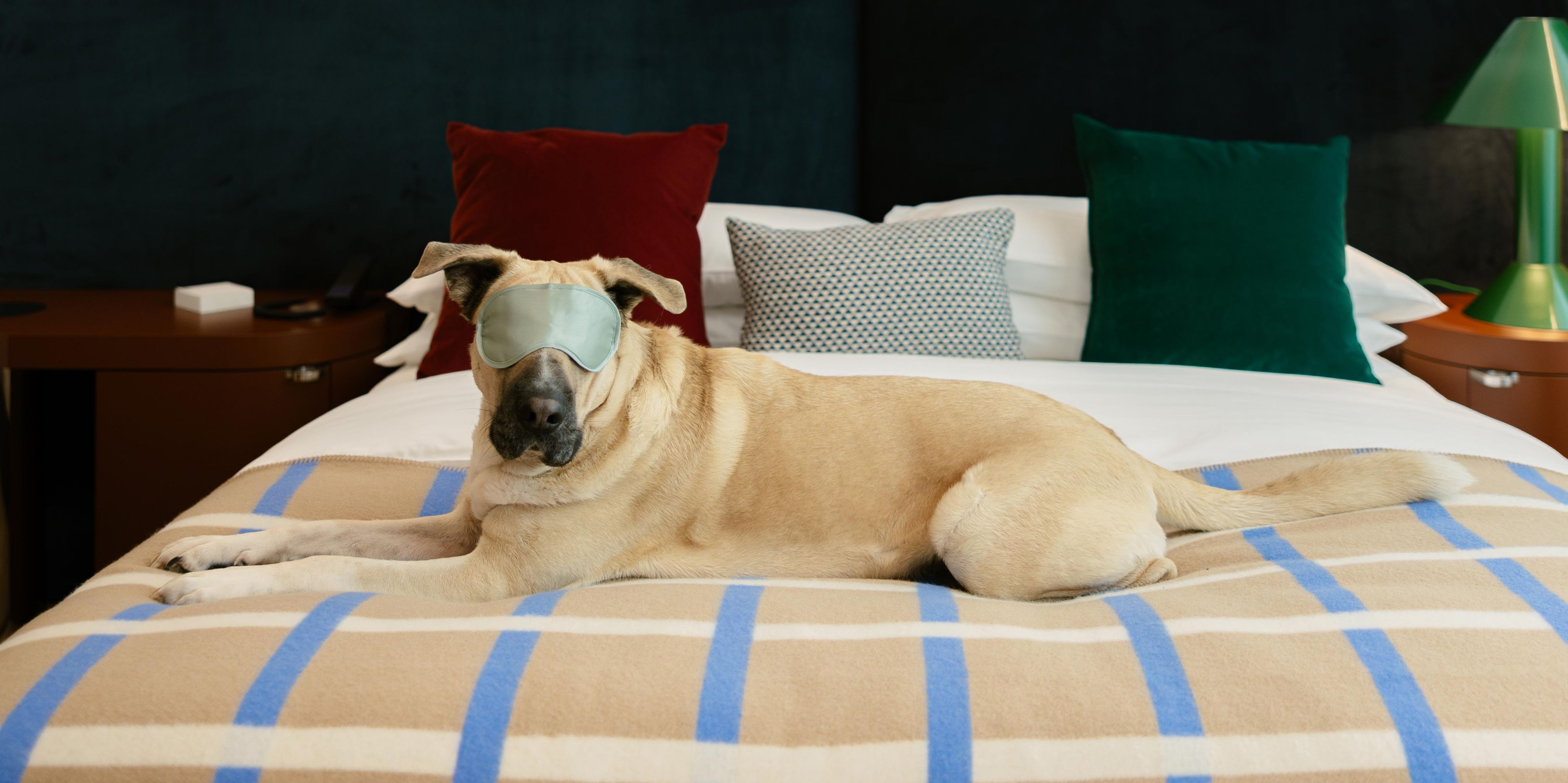 Dog relaxing on hotel guest bed with a sleep mask on