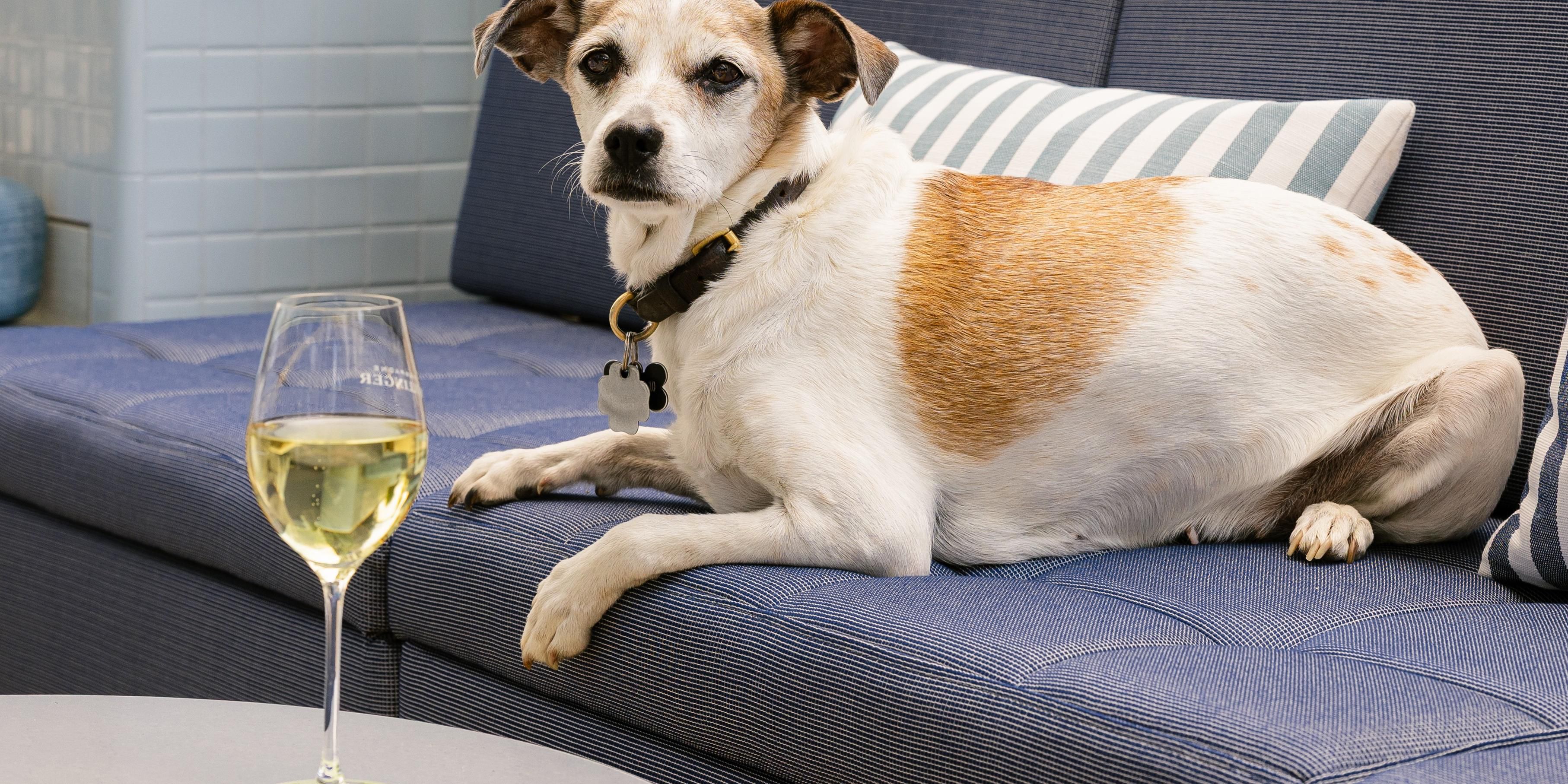 Ein Jack Russell-Hund sitzt auf einem Außenplatz, weiß ein Glas Weißwein und ein elektrisches blaues Lazuli-Menü