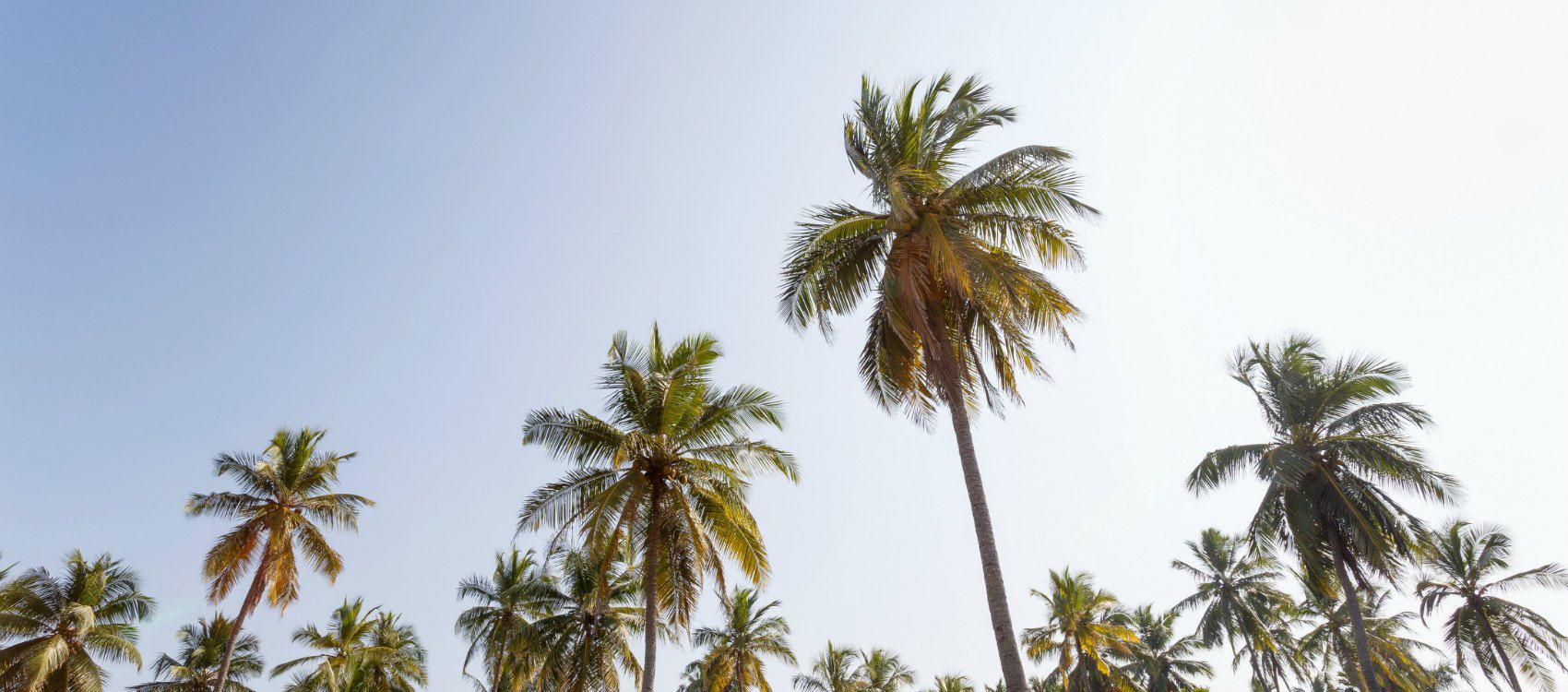 Palm trees with blue sky in background