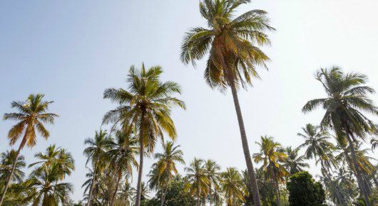 palm trees in sunny Garden Grove, California